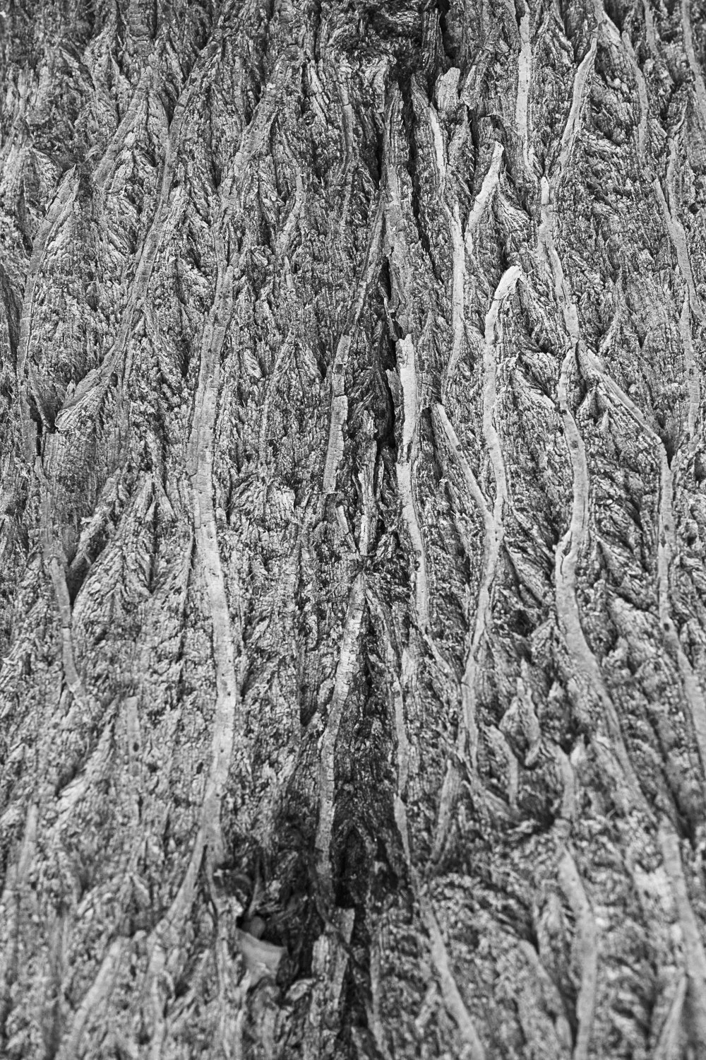 Ribs 2026 19 x 27 inches w/ border