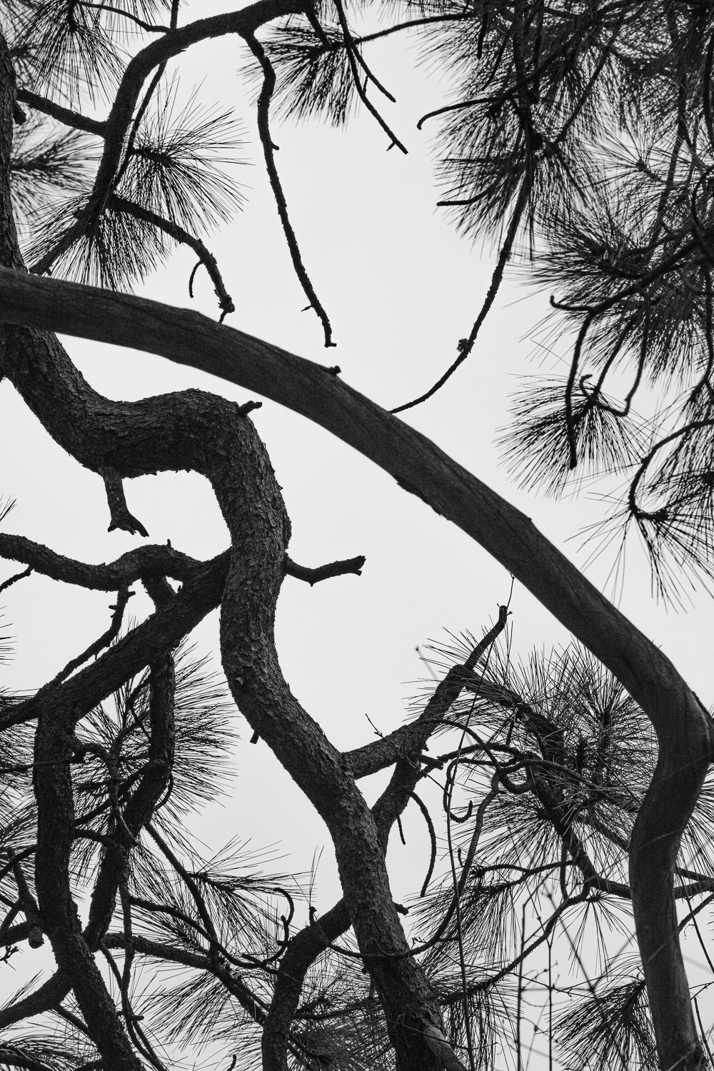 Scribe 2026 19 x 27 inches w/ border