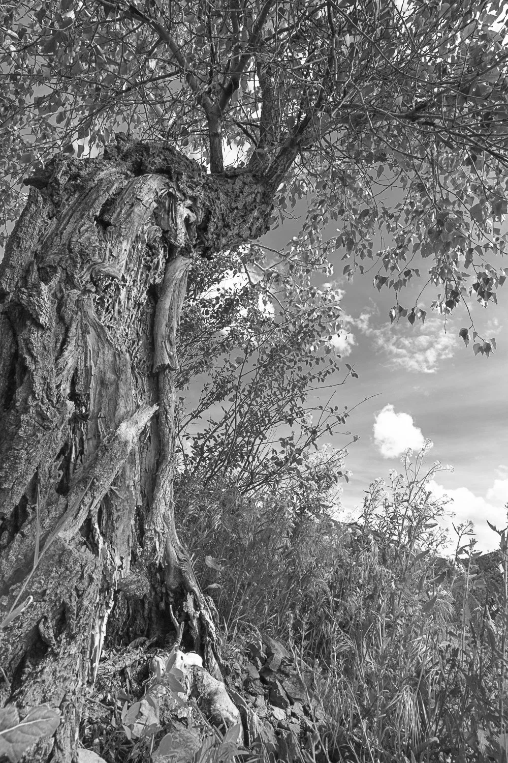 Experienced 1/1_ 2026 19 x 27 inches_ diptych I w/ border