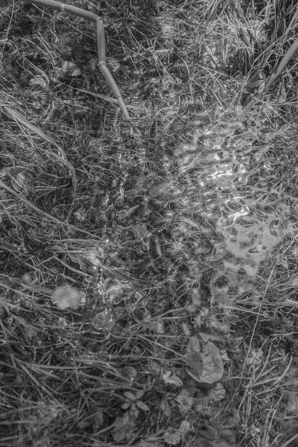 Wetlands 1/1_  2026  19 x 27 inches w/border
