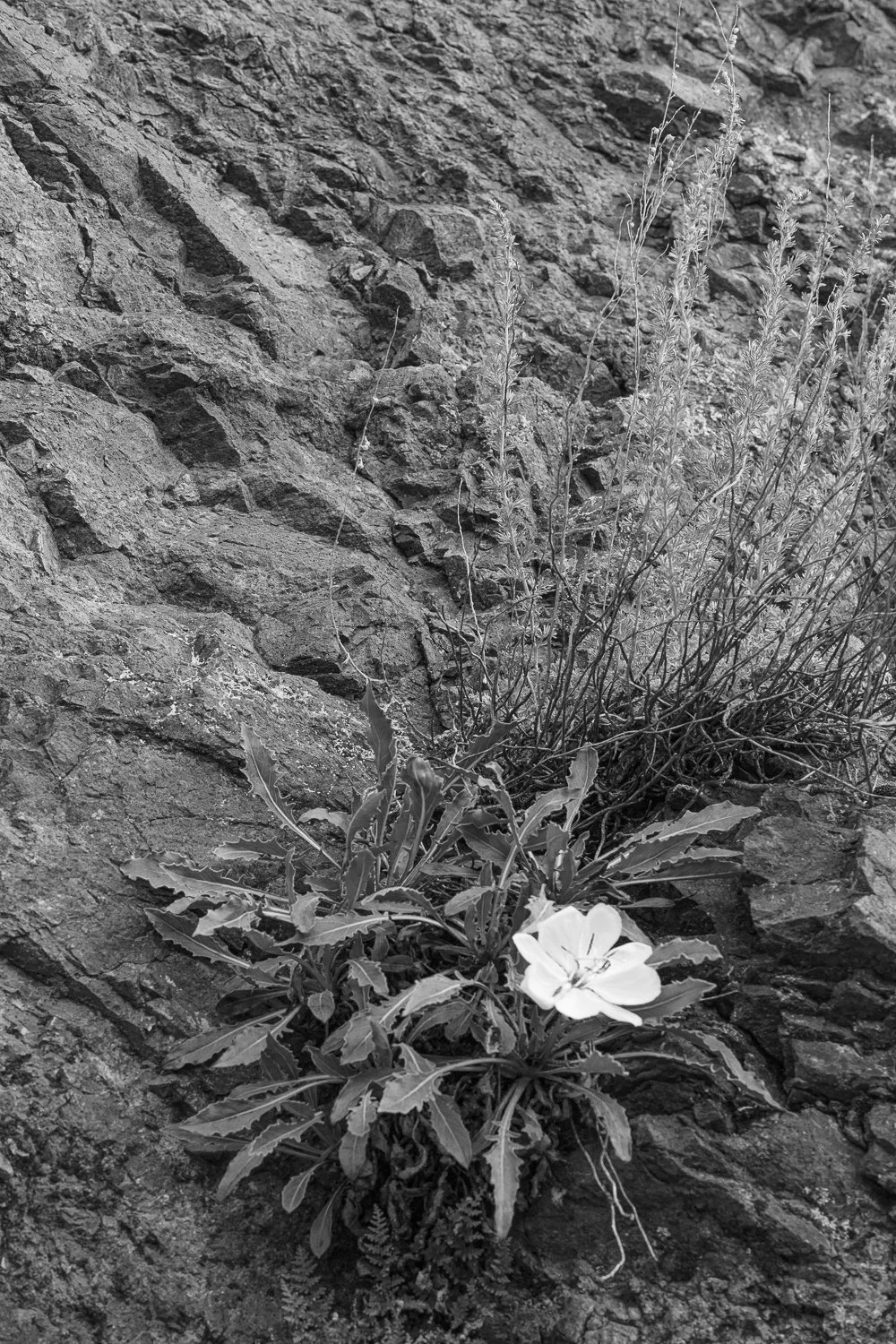 Good Evening 1/1 _2026 15 x 11 inches w/ white border_ entire portfolio $3250 USD