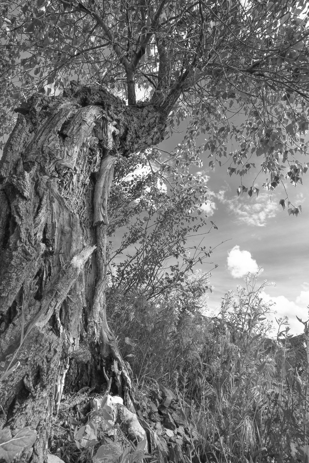 Cottonwood  Leafed Out & Open Heart 1/1 diptych 2026  19 x 27 inches w/ white border _$3200 USD framed