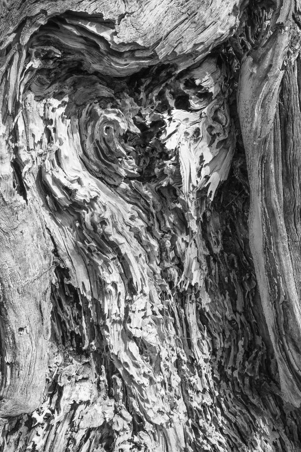 Open Heart & Cottonwood Leafed Out 1/1 diptych 2026 11 x 15 inches w/white border_$3200 USD framed