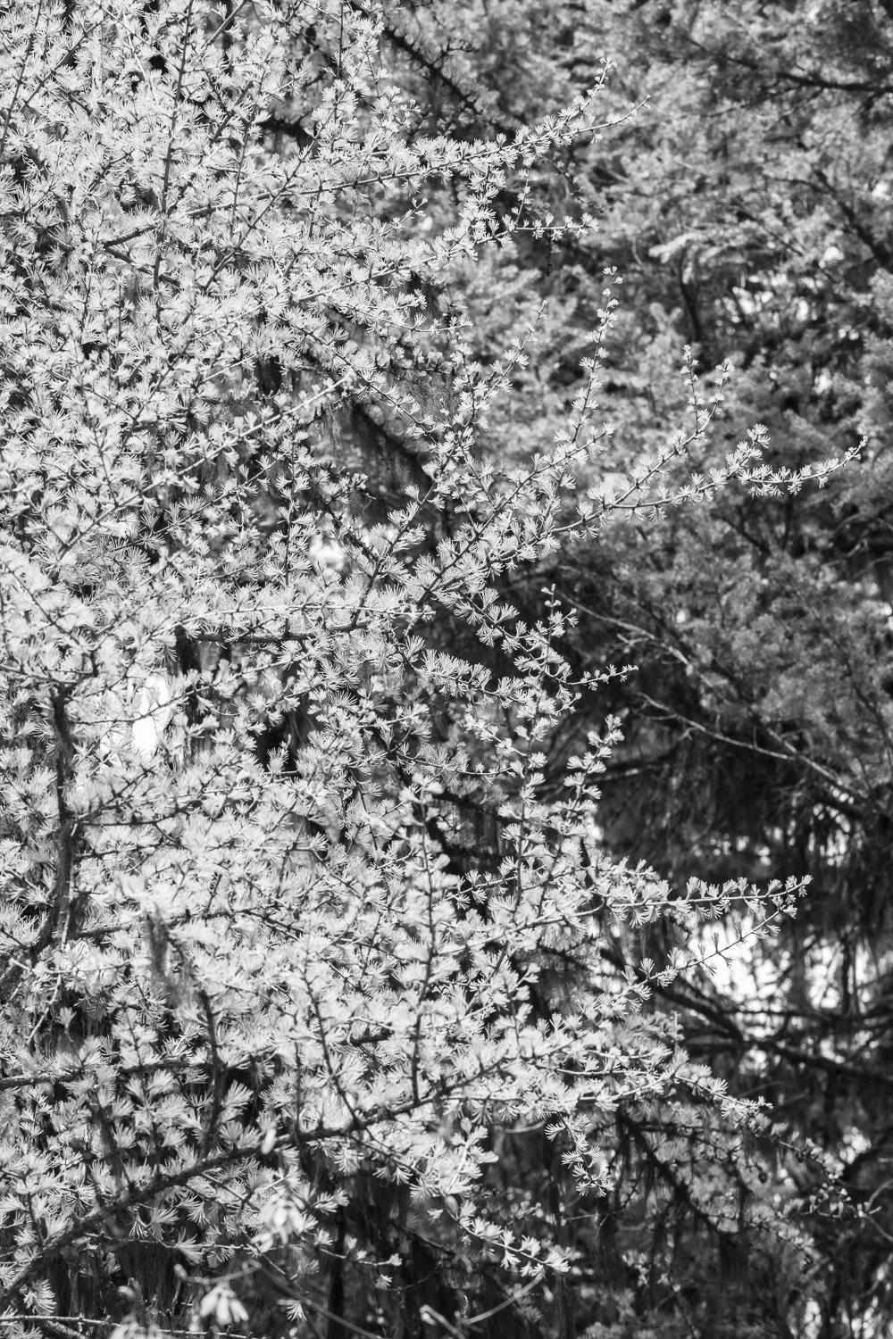 Spring 1/1 2026  11 x 15 inches w/ white border_$650 USD