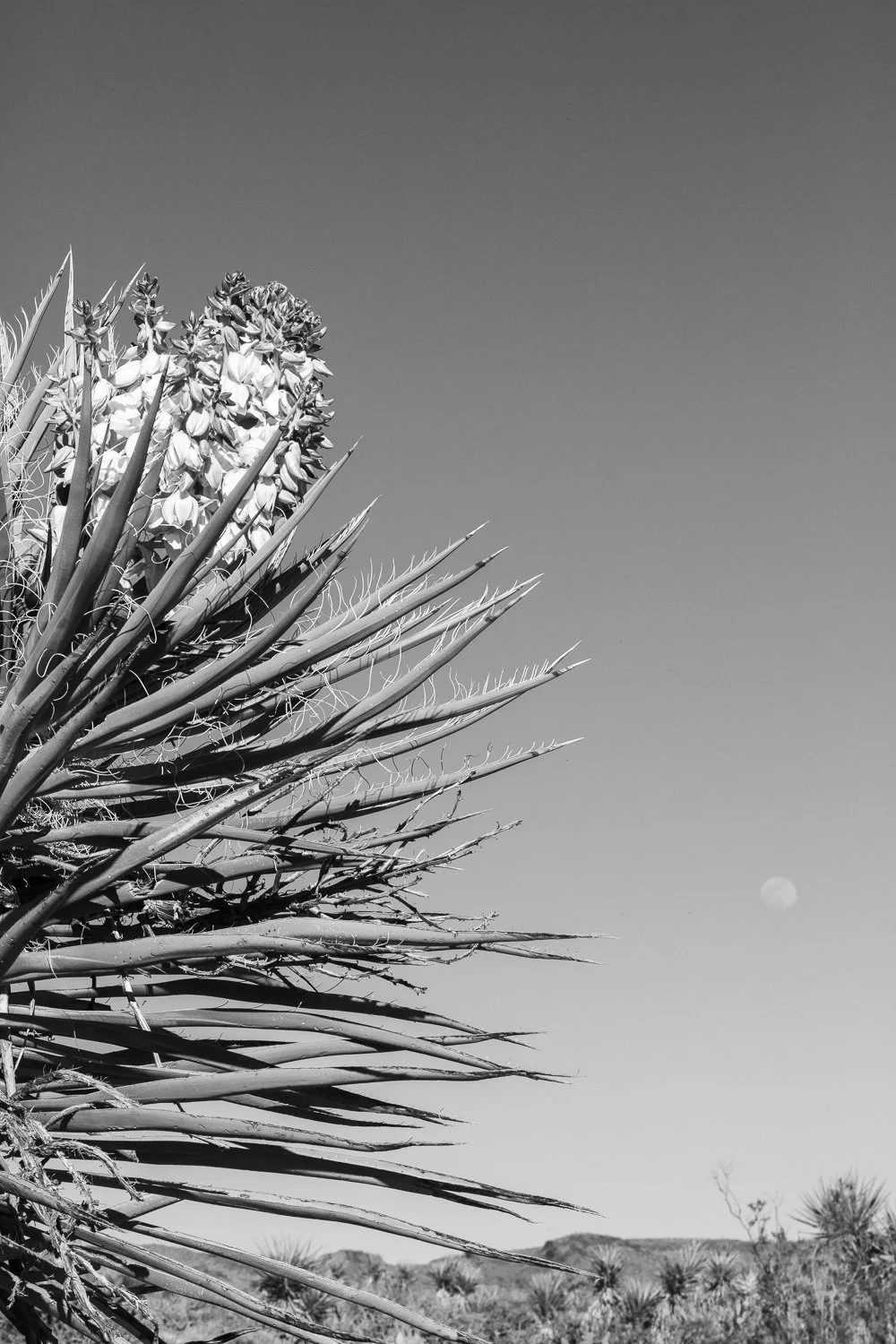 Moonrise 1/1 2026  11 x 15 inches w/ white border_$650 USD