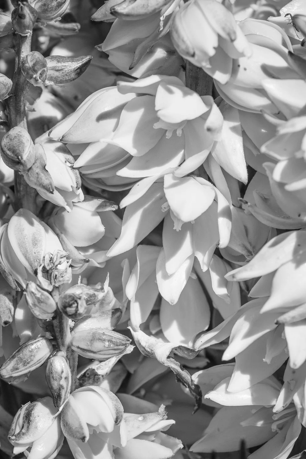 Yucca 1/1 2026  11 x 15 inches w/ white border_$650 USD