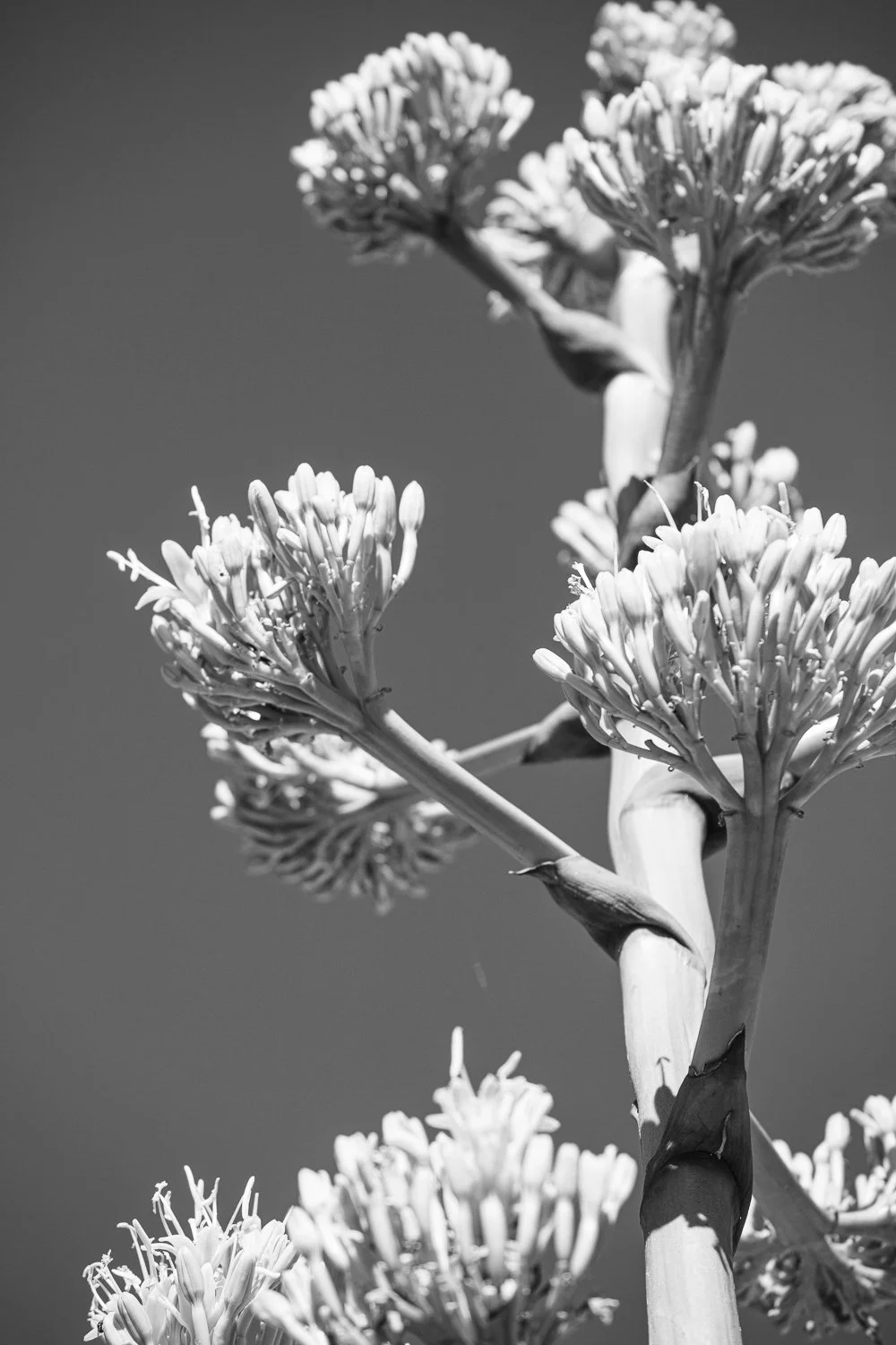 Agave 1/1 2026  11 x 15 inches w/ white border_$650 USD