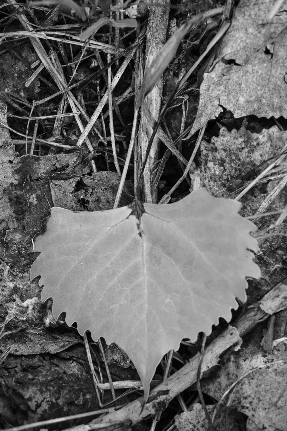 4_Needle on Home.jpg