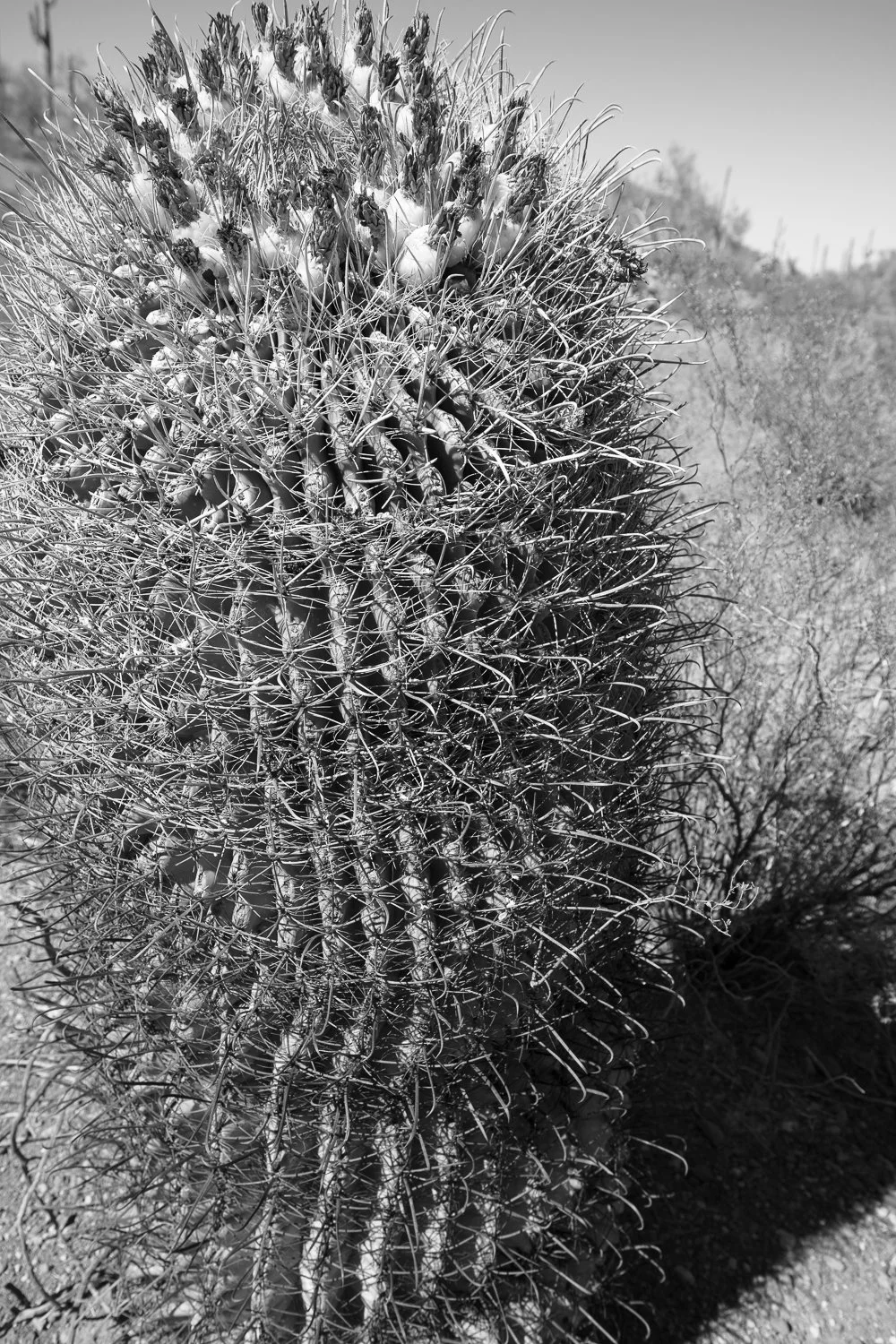 8_Last Year's Fruit.jpg