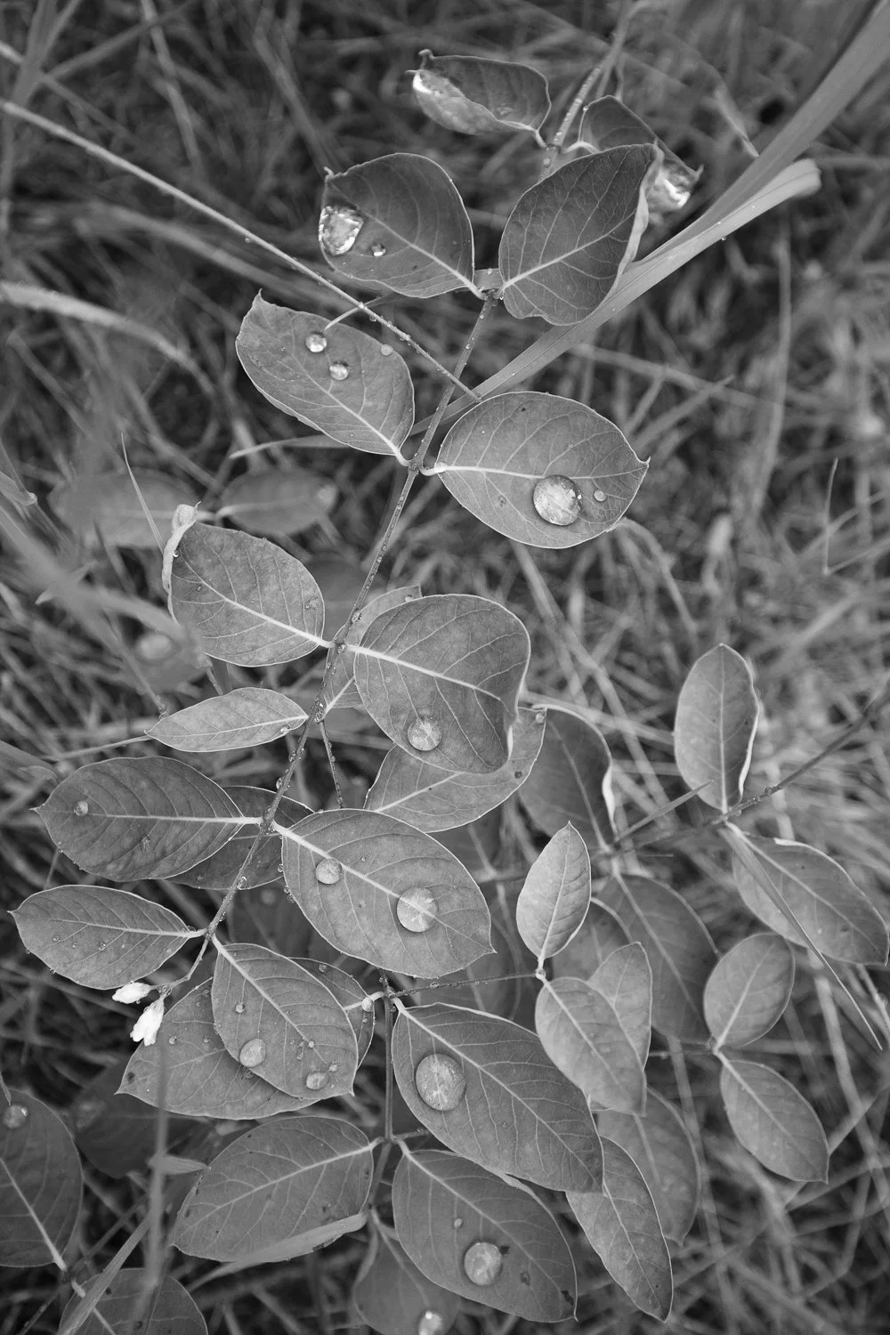 1-After the Storm.jpg