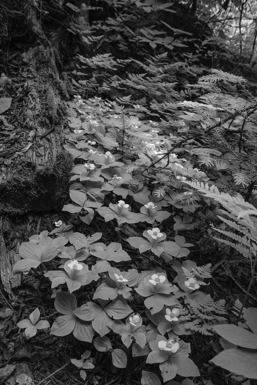 5_Canadensis Bunch.jpg