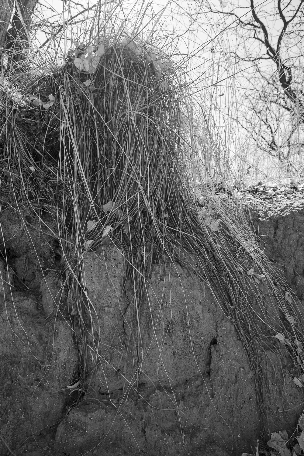 7_Among Lazuli Buntings.jpg