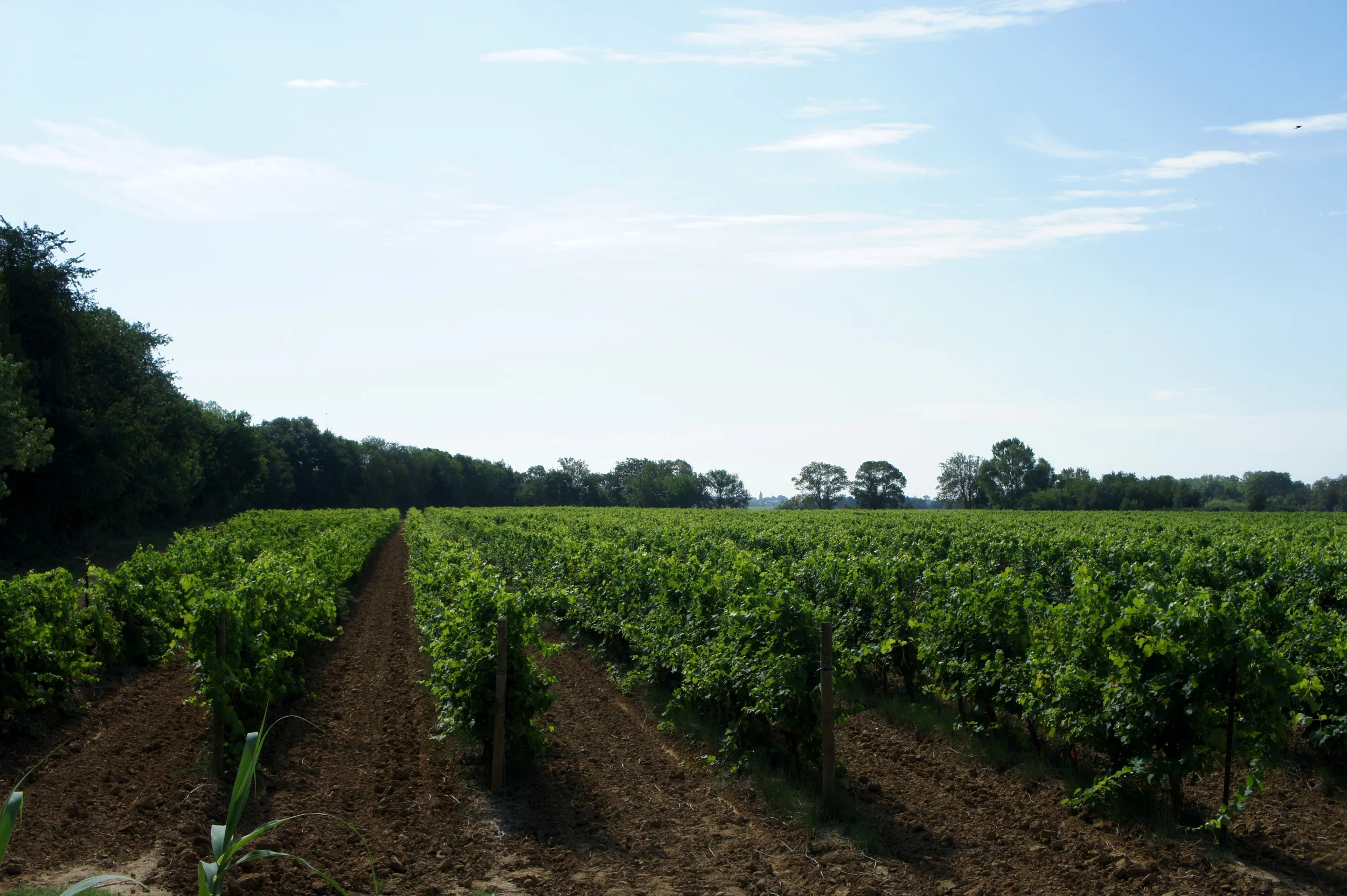 The fields of Domaine de Montmarin