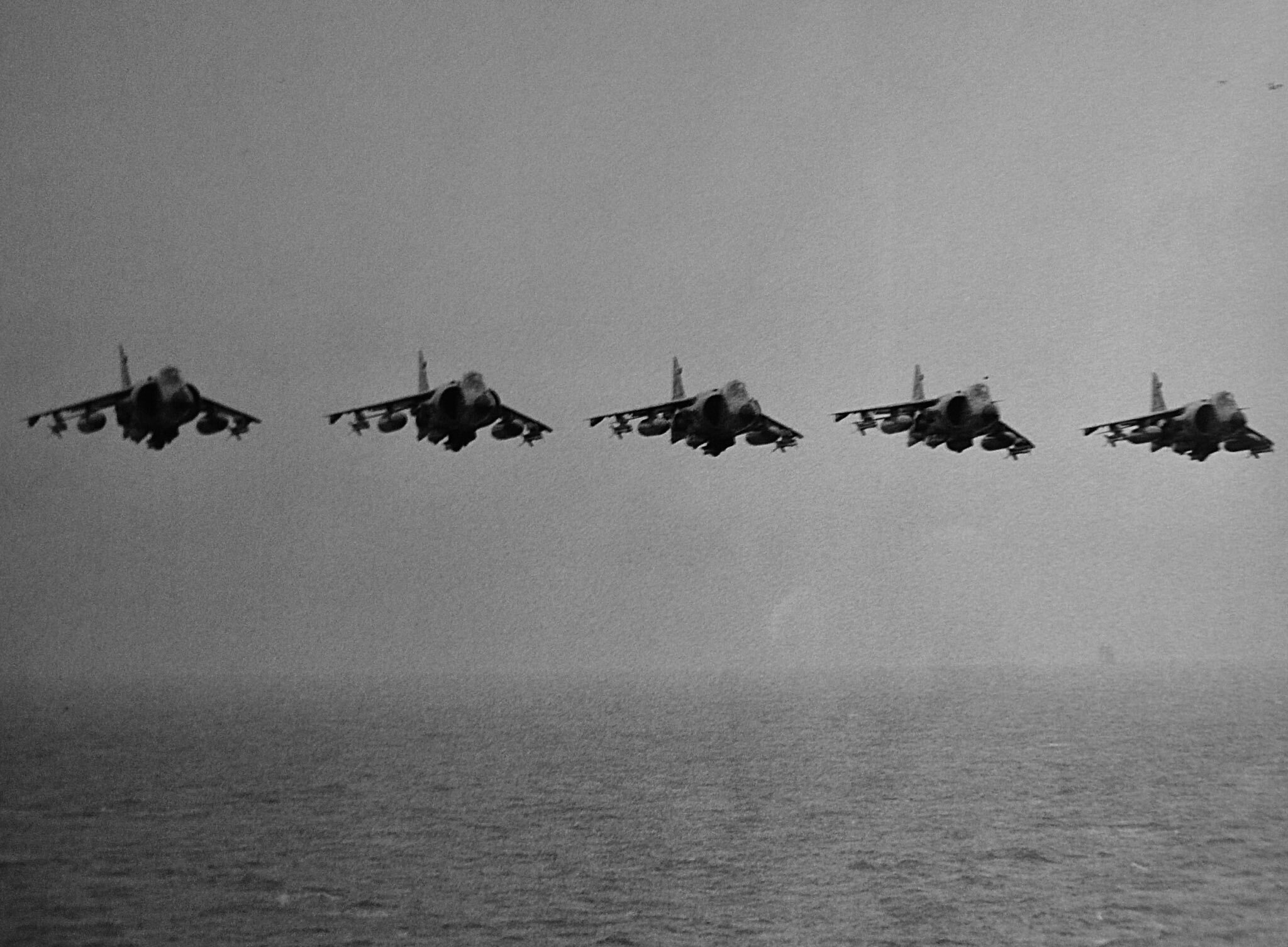 A flock of Sea Harriers. Image: Rowland White
