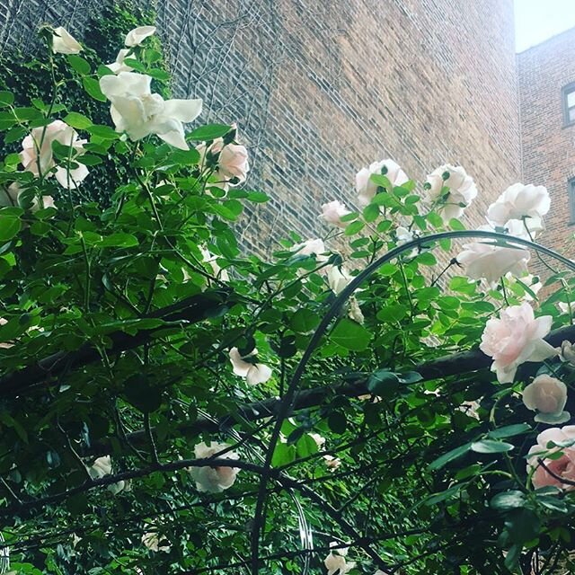 Mood inspiration: &lsquo;Feminine edge&rsquo;......Man made and nature made thorns found in an urban jungle oasis aka Brooklyn.