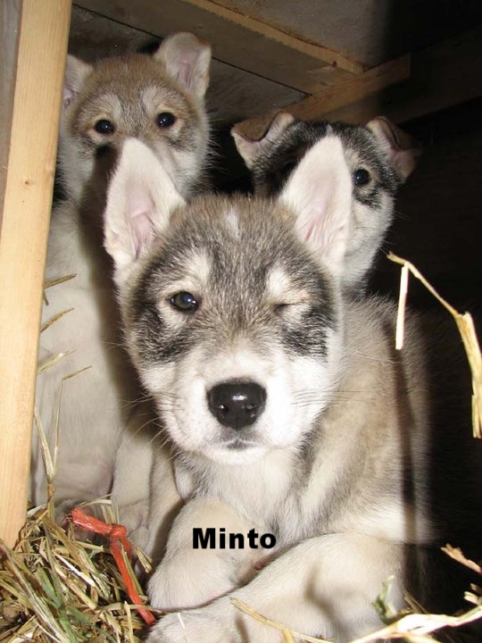 minto pup.jpg