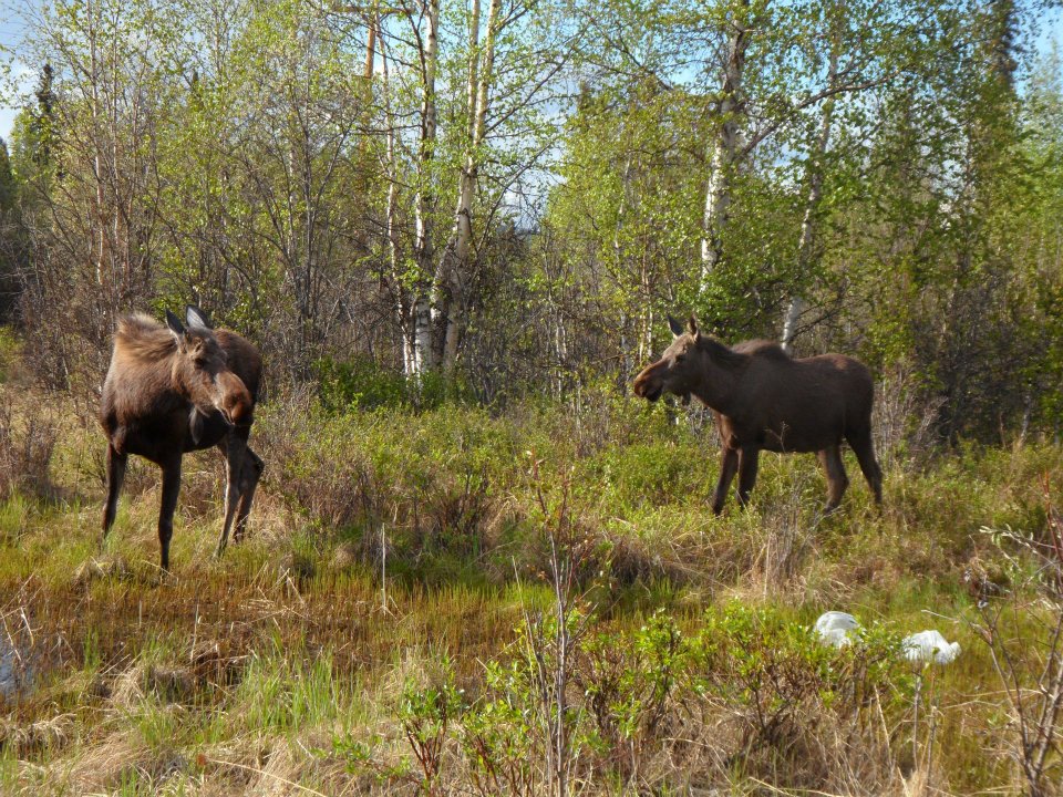 moose on the road.jpg