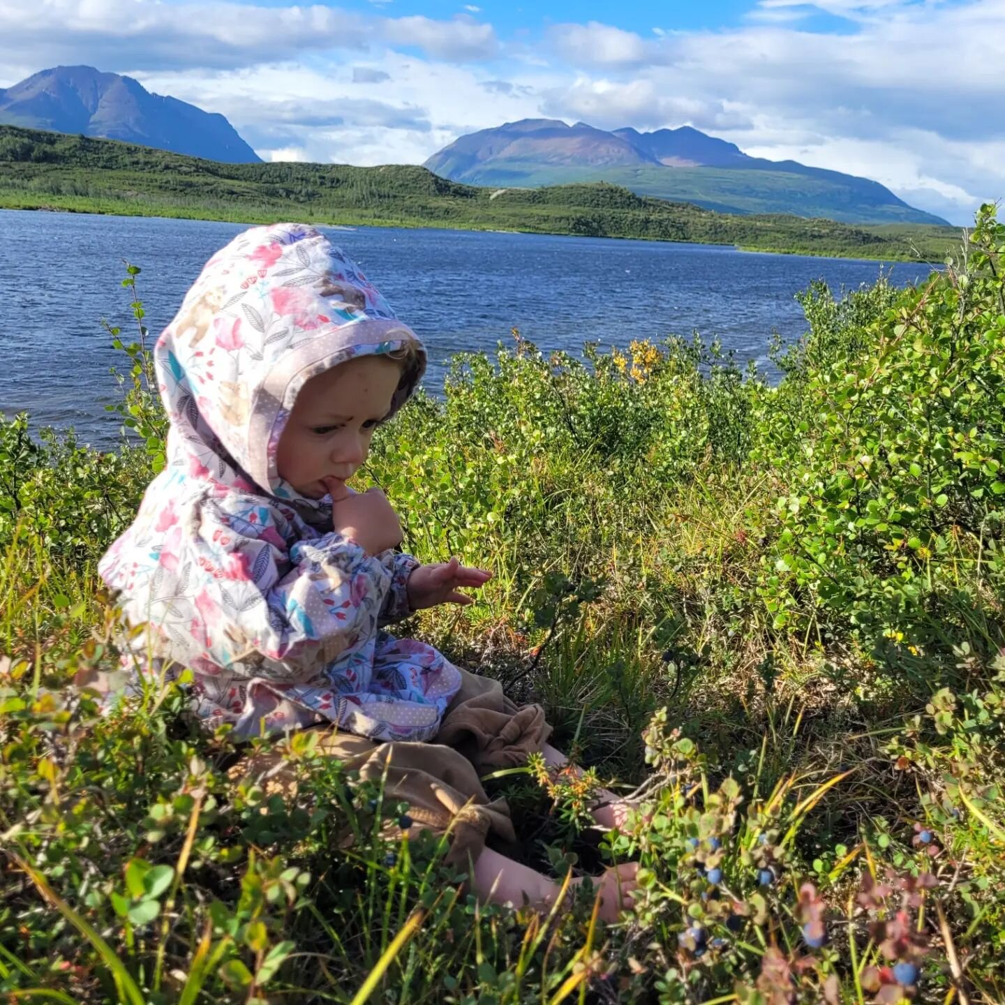 Alaska summers are so fleeting! A few pictures from our blueberry picking trip.

#blueberries #alaskasummer #campingwithtoddlers