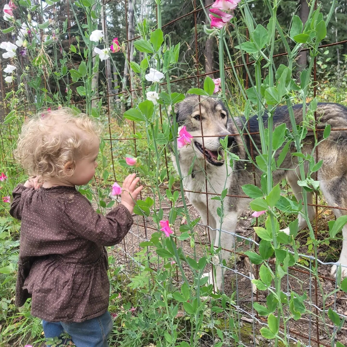 We built a fence to protect our garden from our main pest- the Alaskan Husky-but didn't anticipate that those pests would gain a toddler accomplice to feed them peas through the fence!

#alaskahomestead #garden #garden fence #sleddogs #alaskasummer #