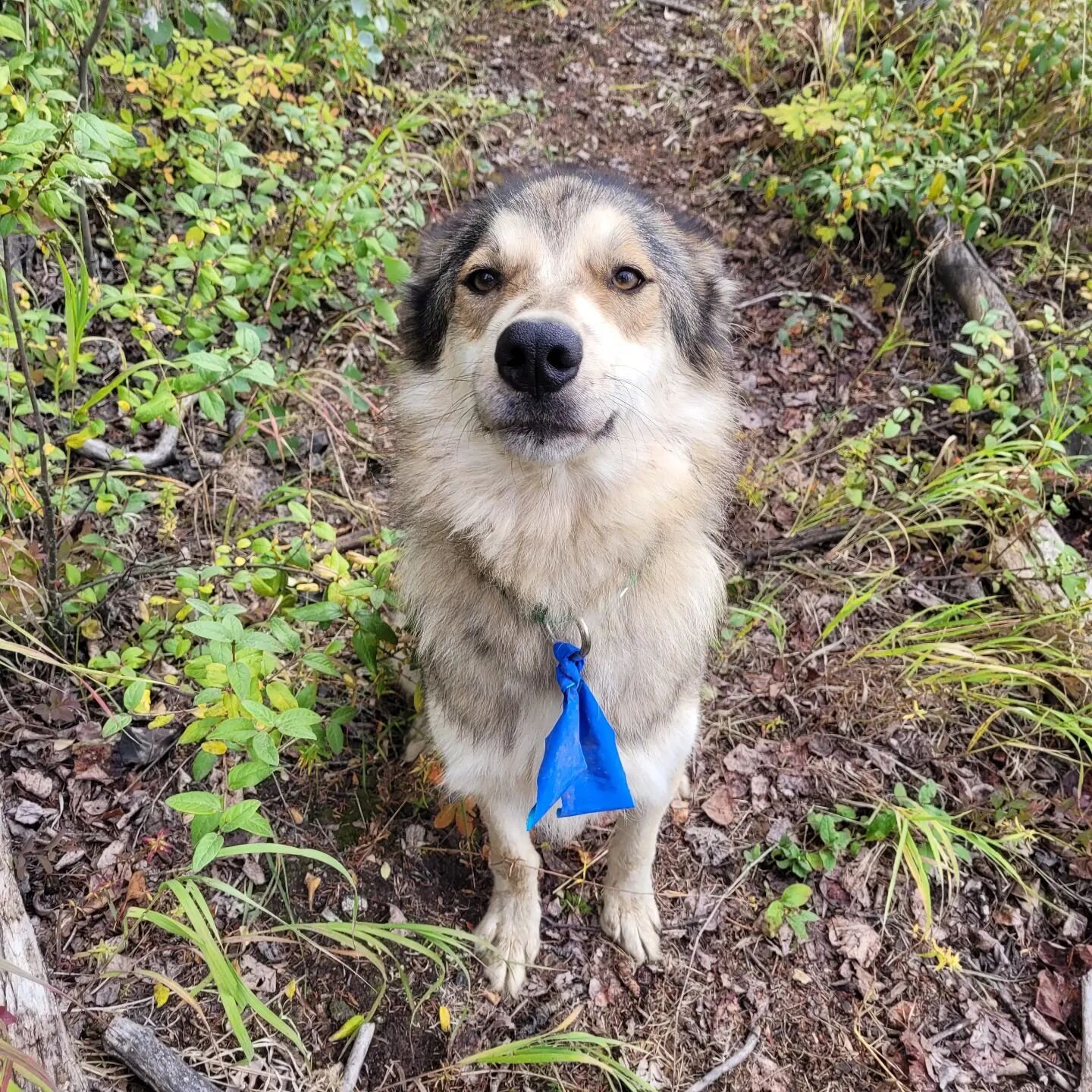 Happy moose hunting season, fellow Alaskans. Friendly reminder to hunters on the Tanana River that we have sled dogs that look like wolves! Added some bows to help them look like the lapdogs they are.

#hunting season #alaskahusky  #notawolf