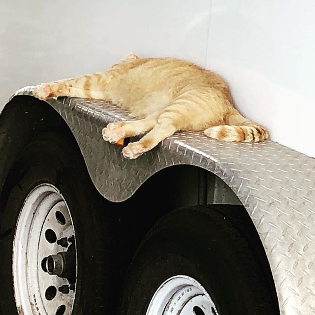 Butters Magellan living a very hard life as a barn cat. #barnlife #barncats