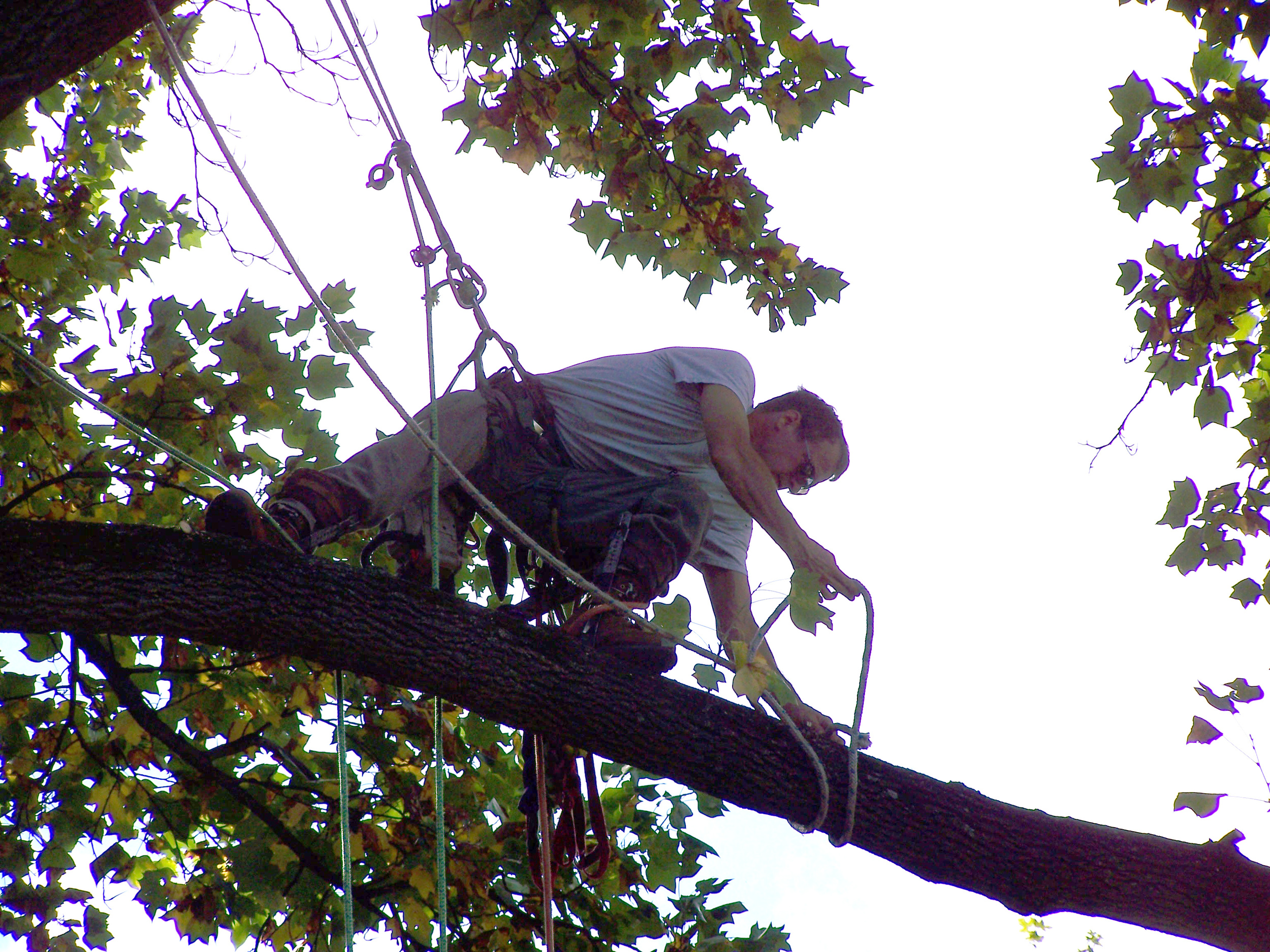 tying off another branch.jpg