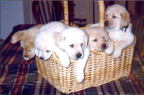 Medical expenses can add up quickly for puppies and kids so make sure to request reimbursement within 28 days.