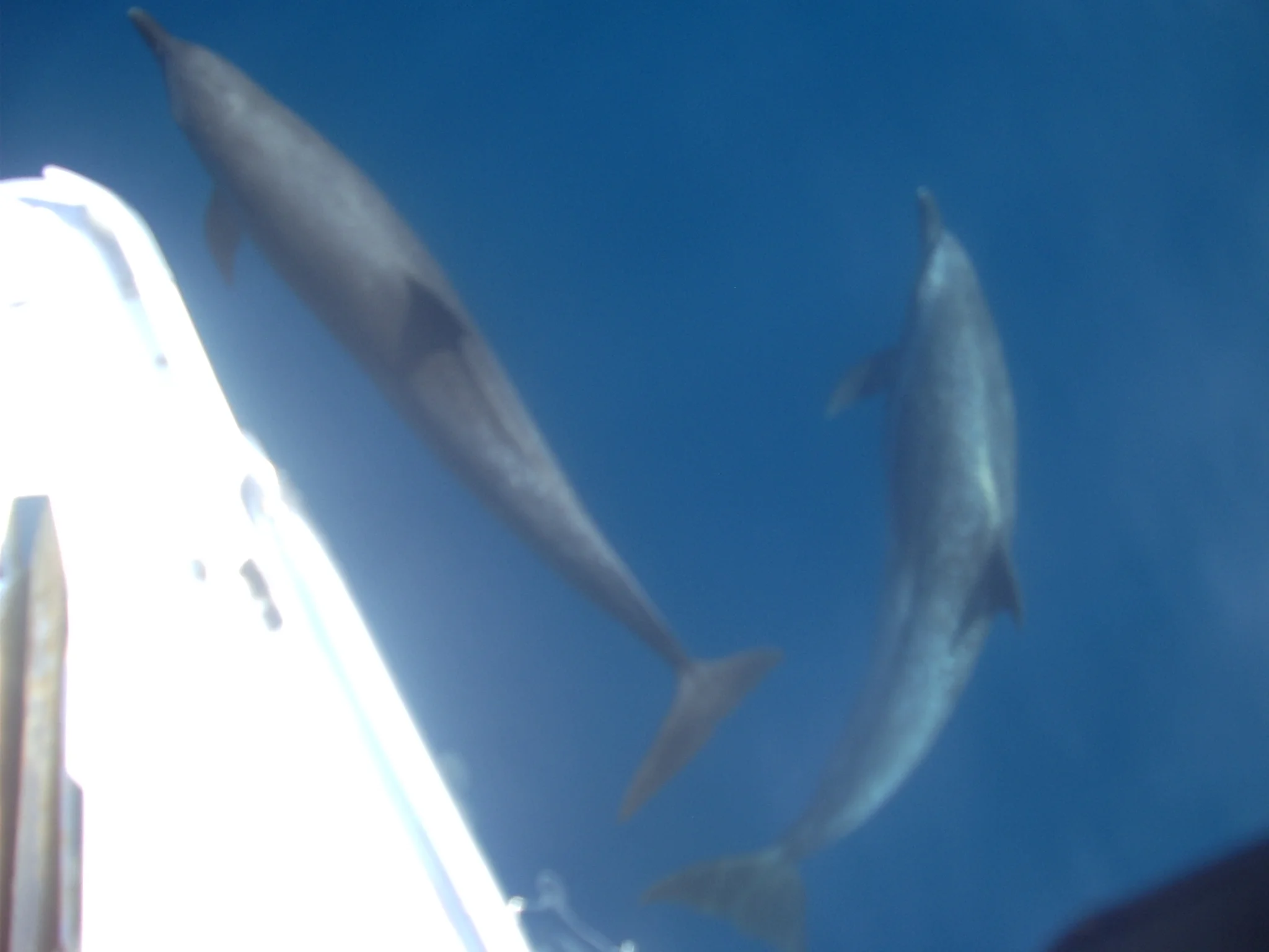 Panama to Galapogas Islands