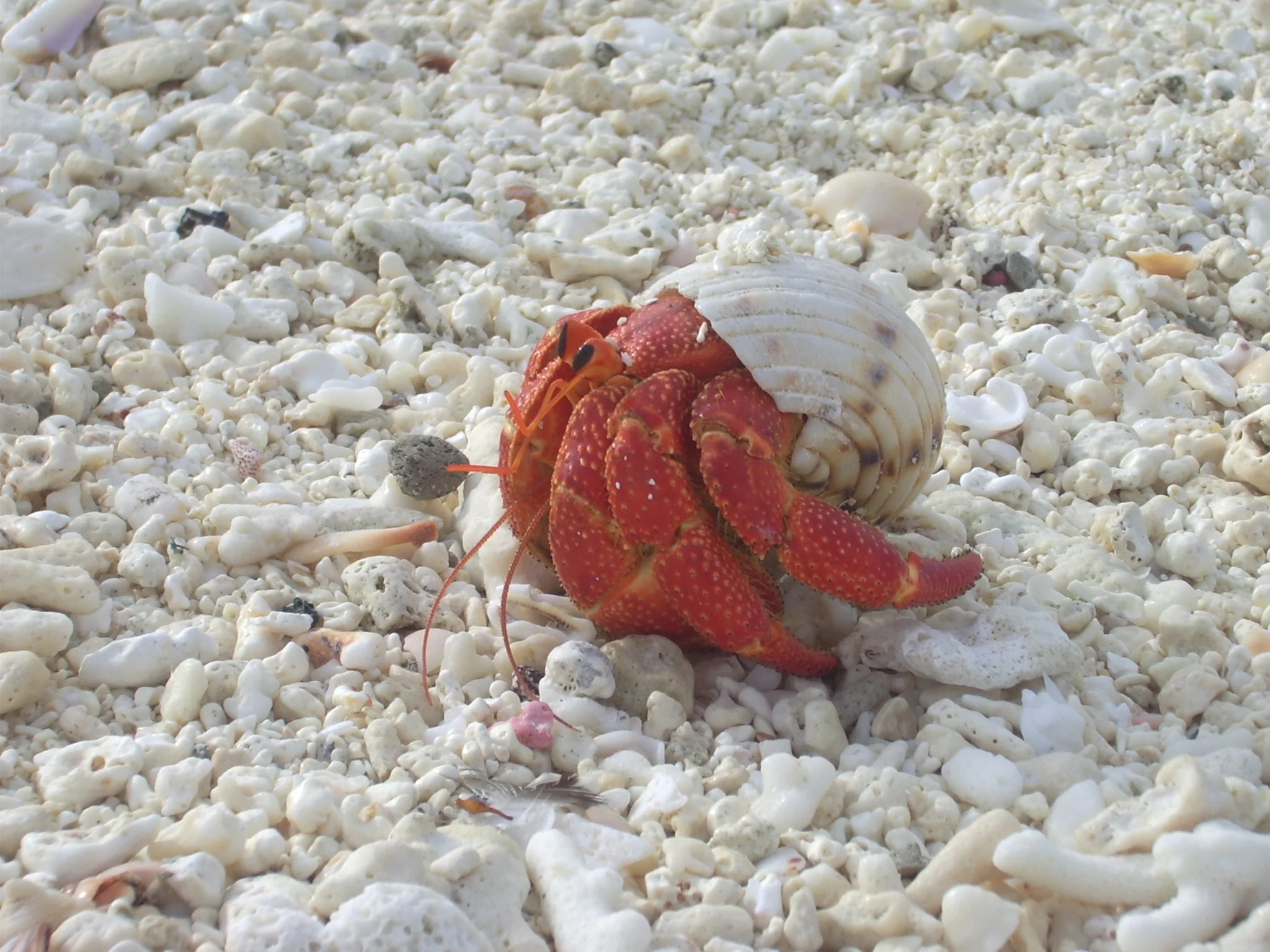 Chesterfield - homeward bound