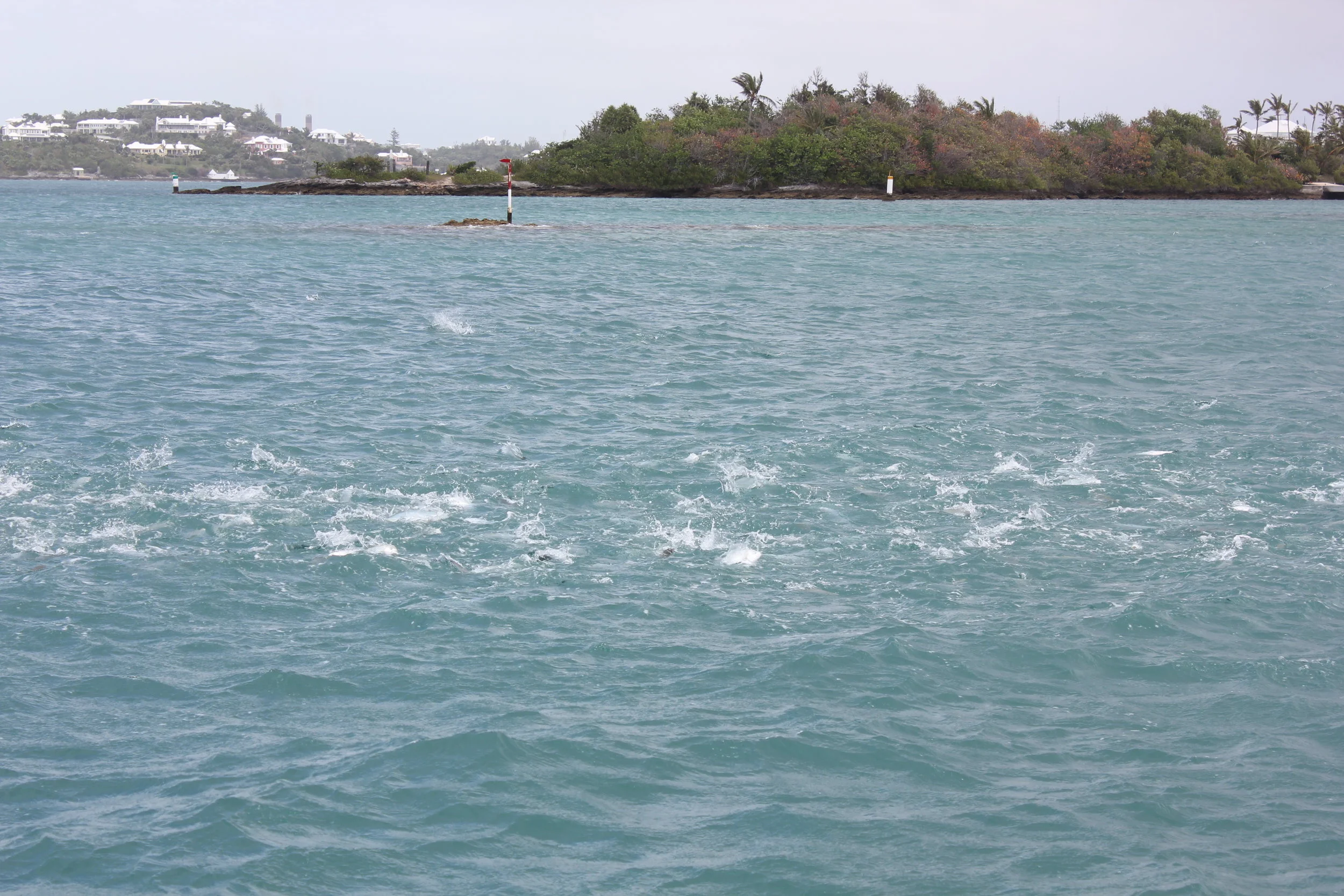 IMG_9897.JPG