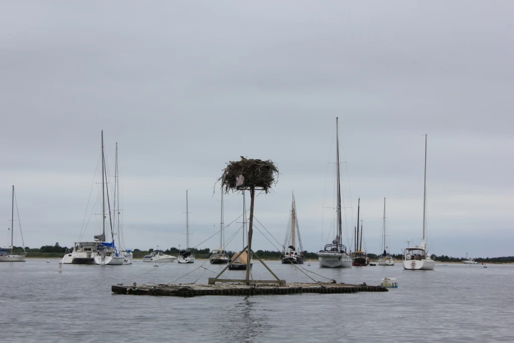 Floating Birds Nest !