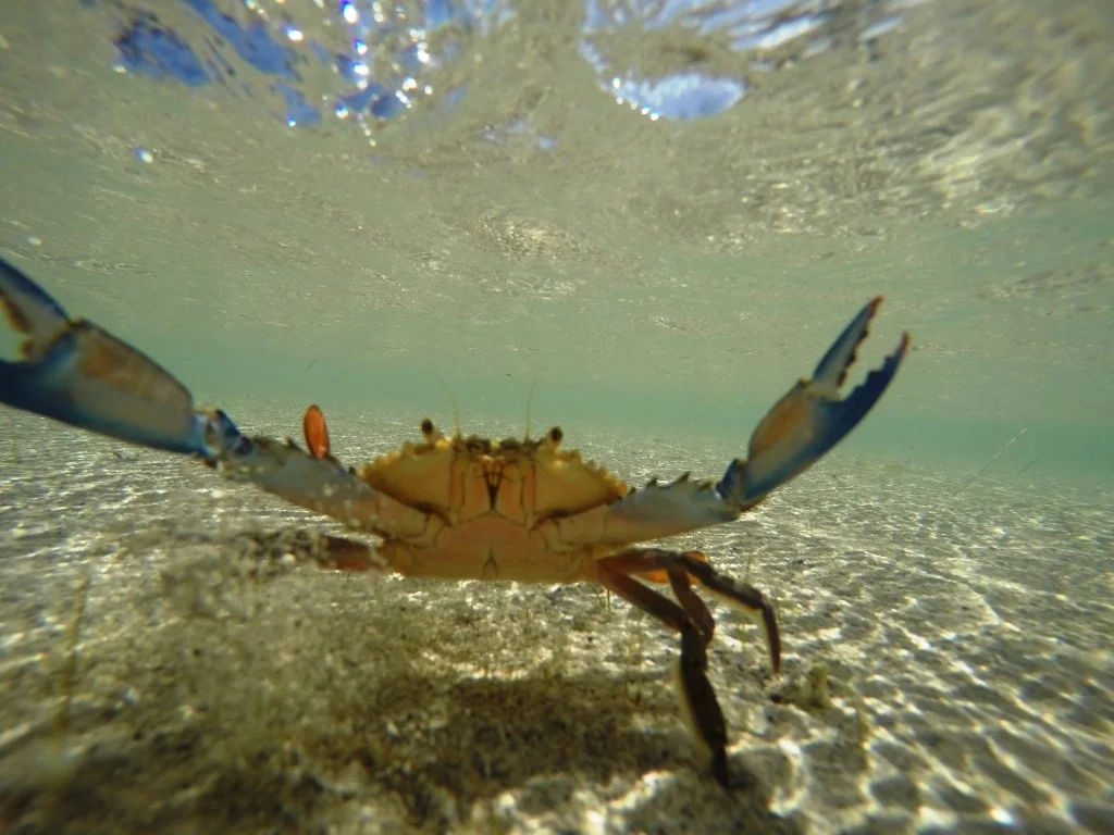 Spanish Virgin Islands 