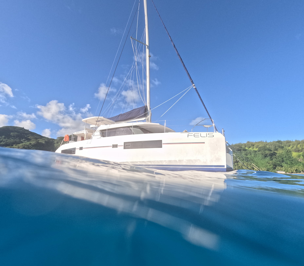 FELIS with wave - Squoosh - 1000 x 875.png