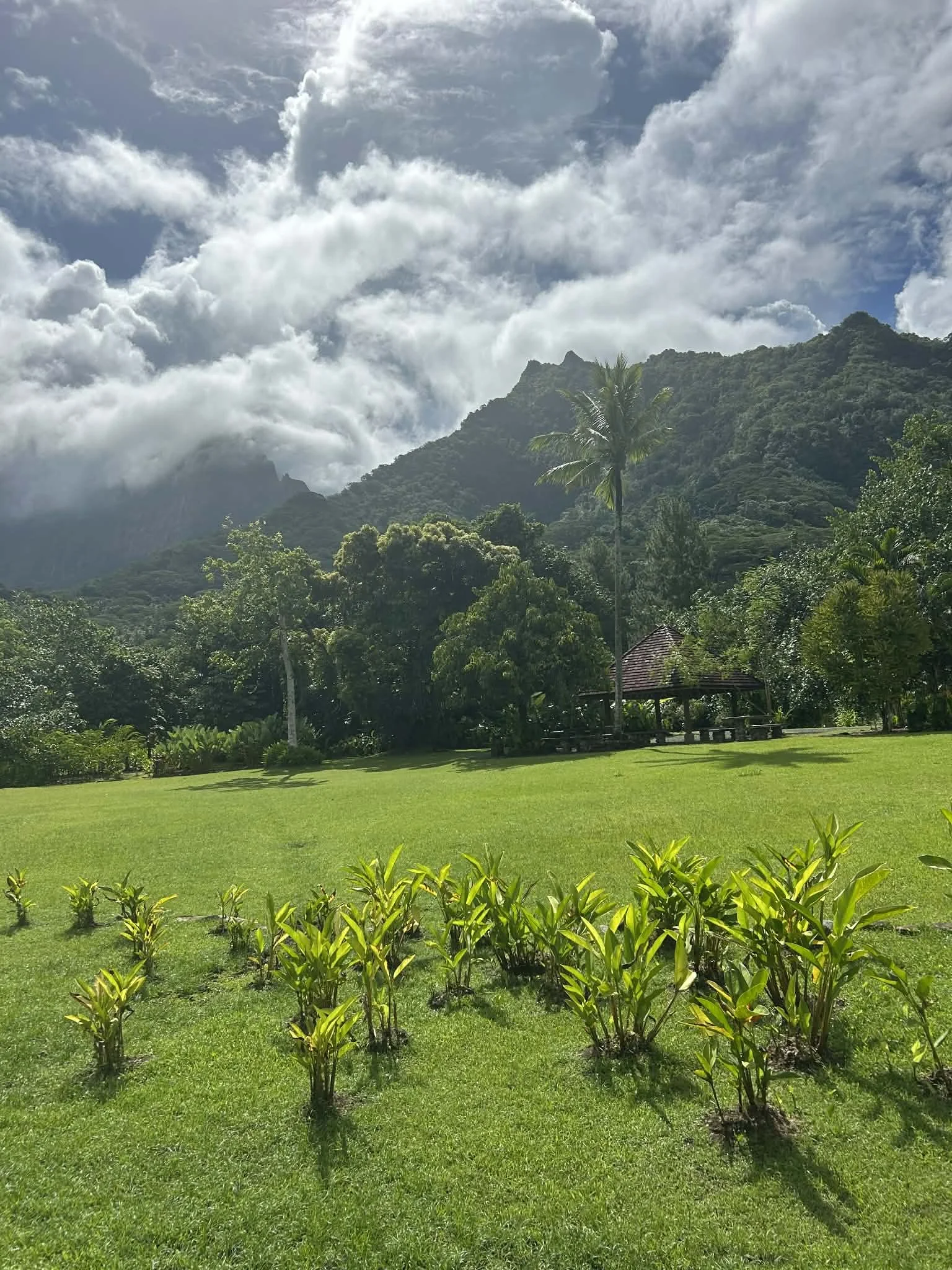 Raiatea drive 1 of x.jpeg