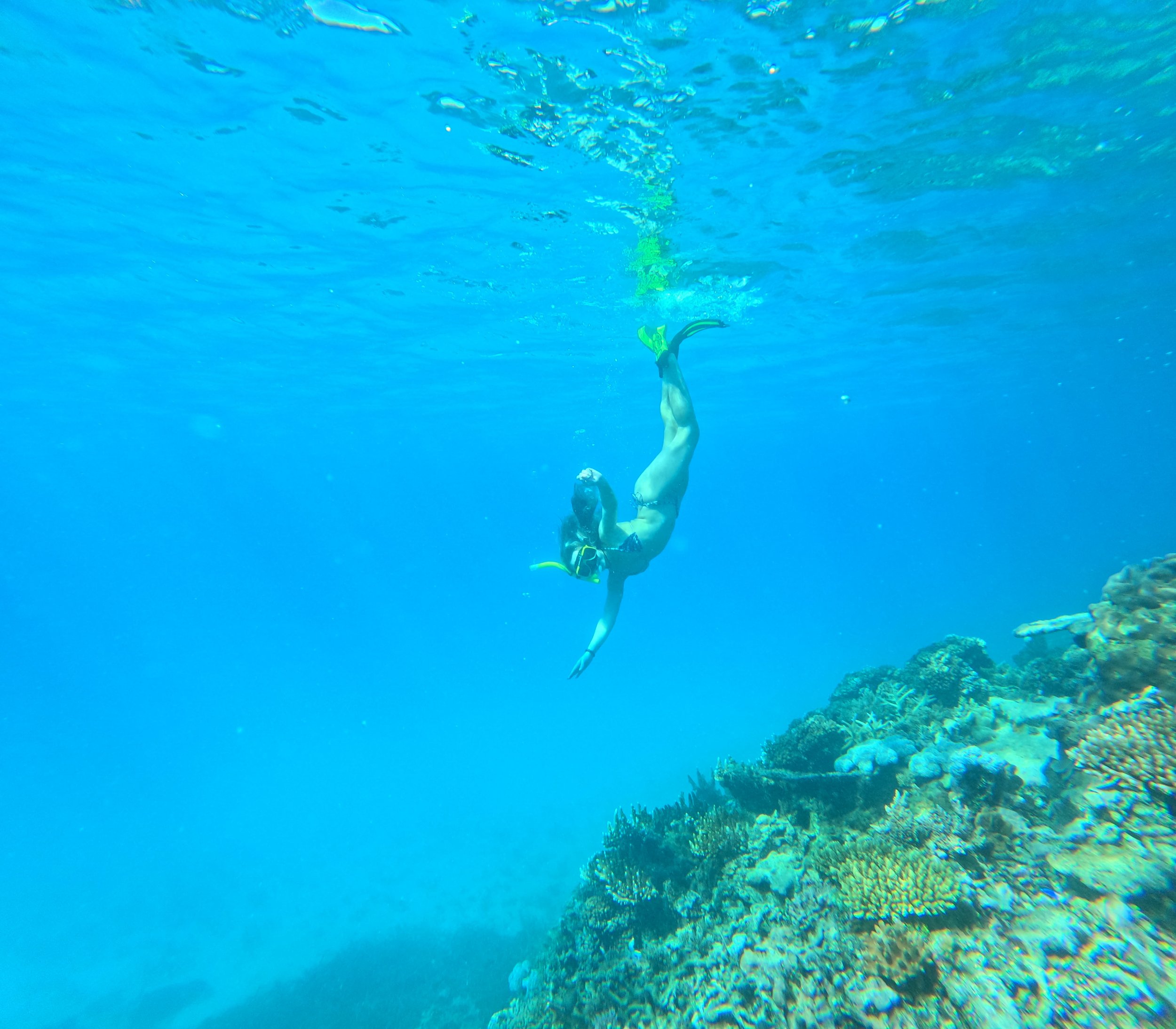 snorkle98 (1).jpg
