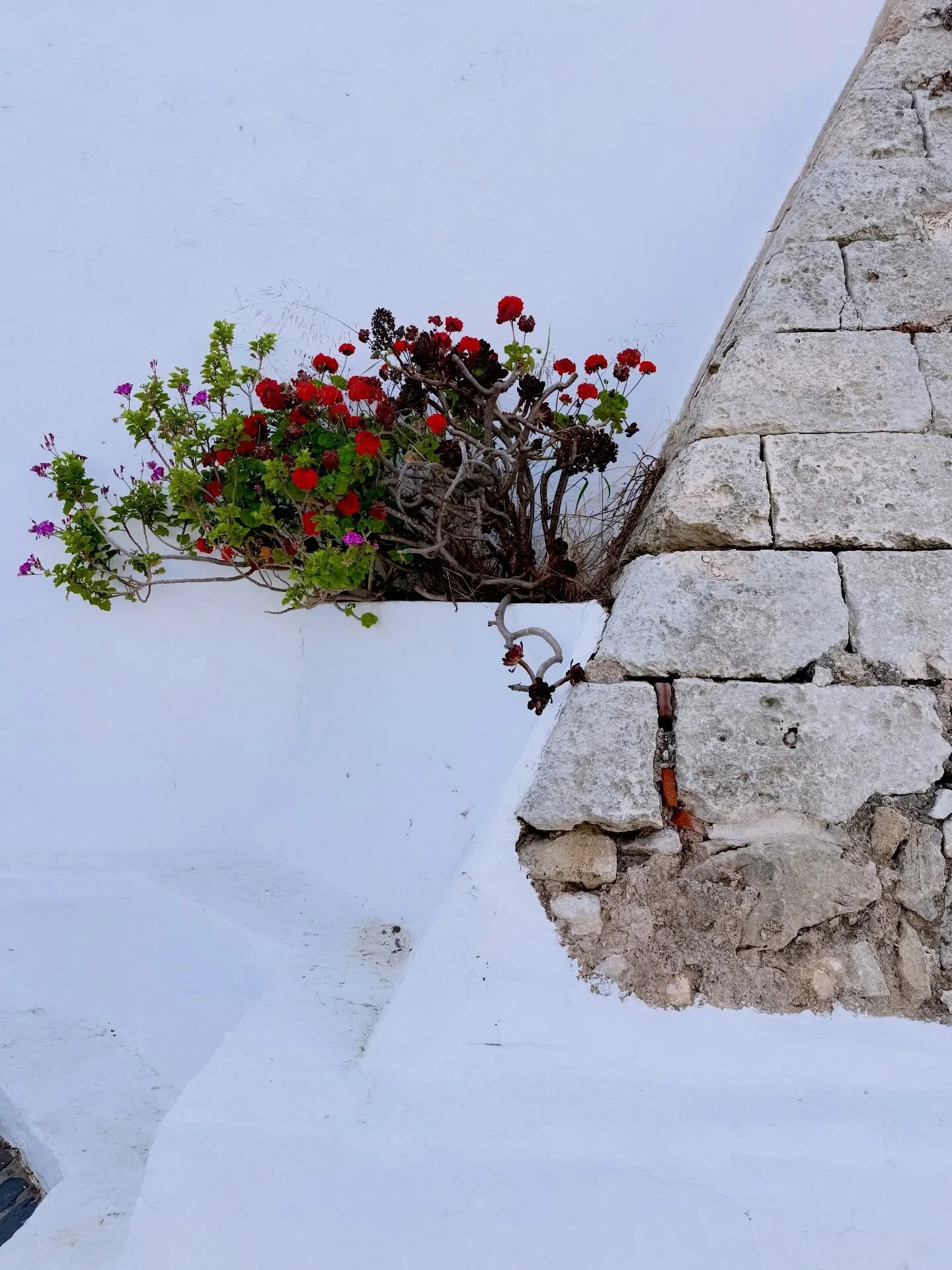 Monte Toro⛰️🌸❤️&zwj;🔥😎🪨🪻💙