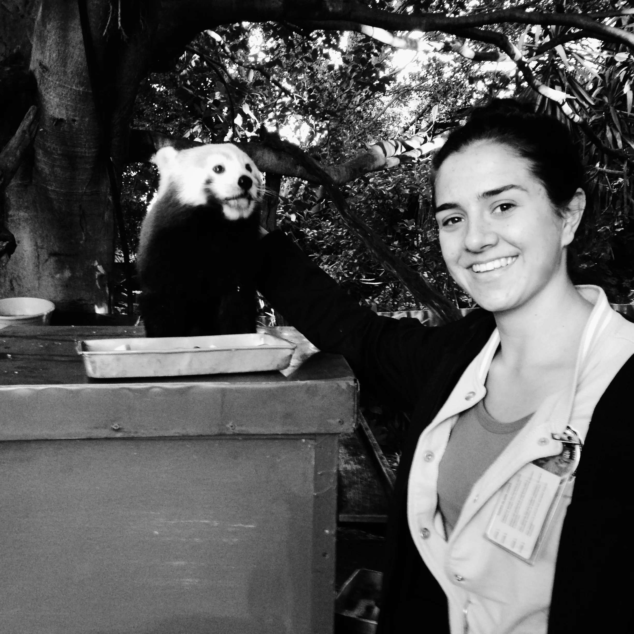 Brighton with Ailurus fulgens (red panda)!