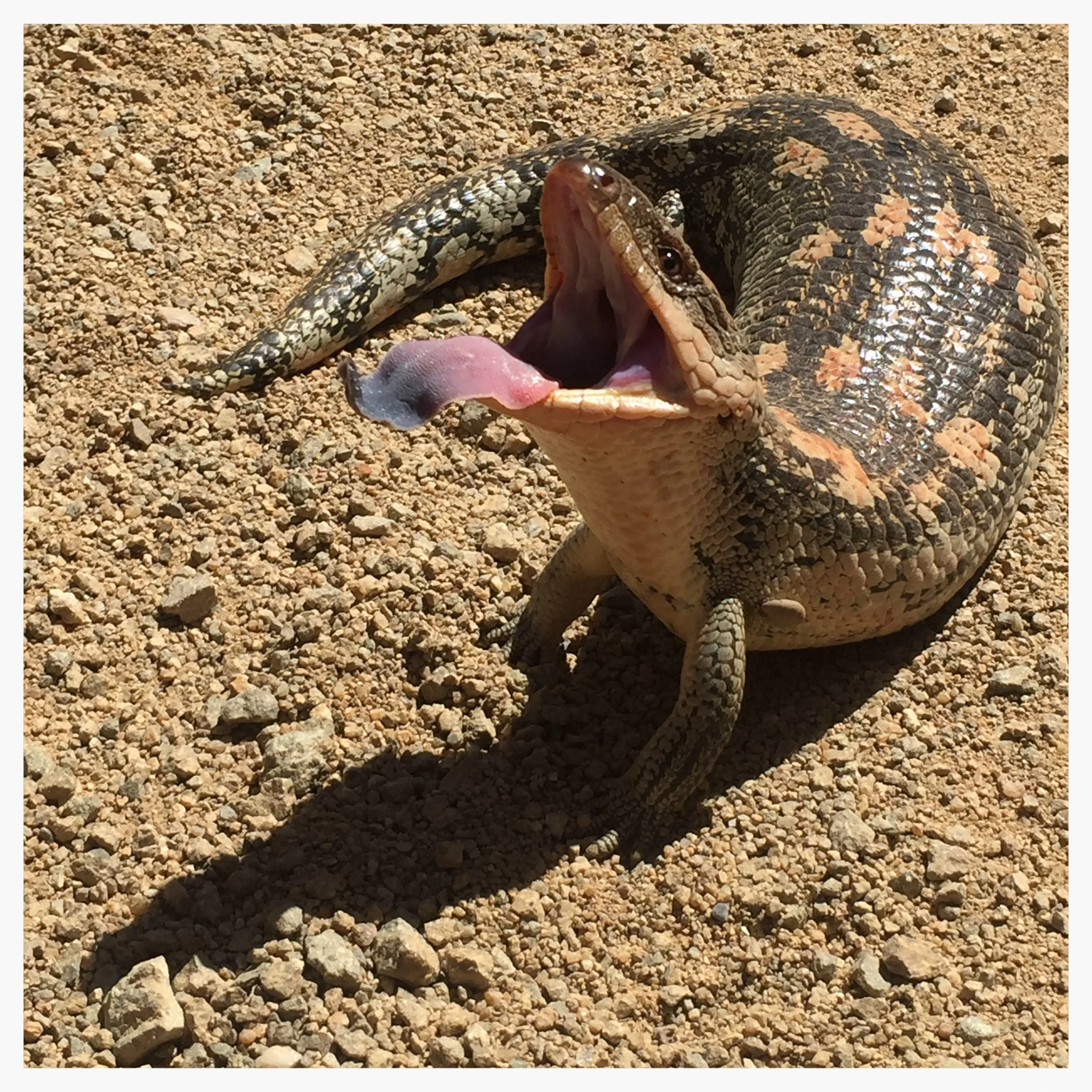 Blue tongue lizard ( Tiliqua sp .) performing her(?) deimatic display, Photo: Kate Umbers