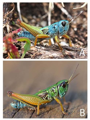 Male K. tristis from two different populations showing morphological divergence: A: Mt Kosciuszko, NSW; B: Mt Baw Baw, Vic