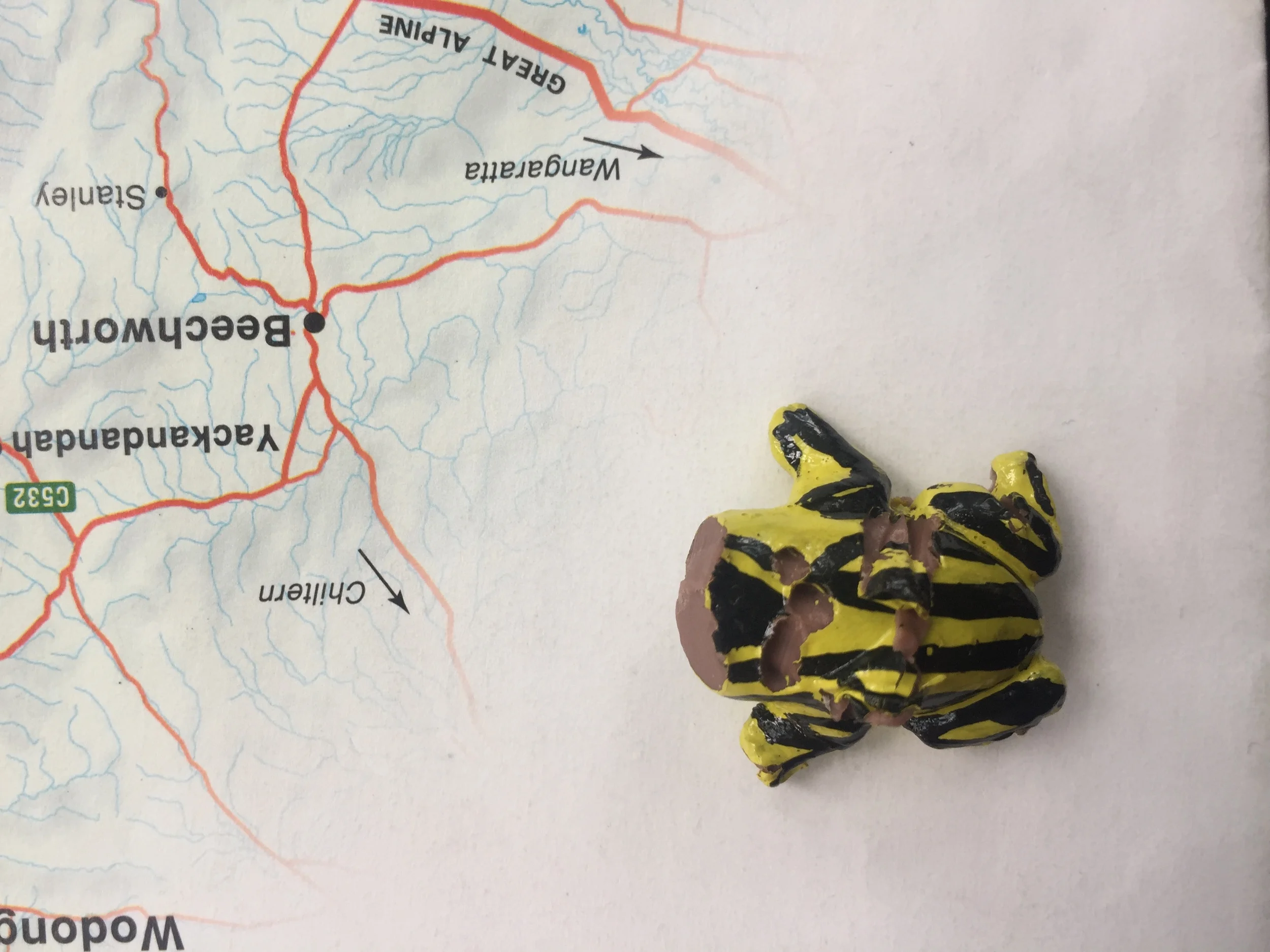 An attacked corroboree frog model Photo: Kate Umbers