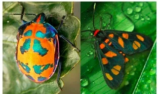 Harlequin bug, Tectocoris diophthalmus (left), tiger moth, Amata annulata (right). Images from: Flickr.com and brisbaneinsects.com