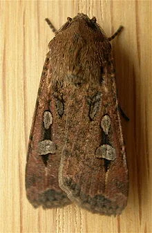 https://en.wikipedia.org/wiki/Bogong_moth