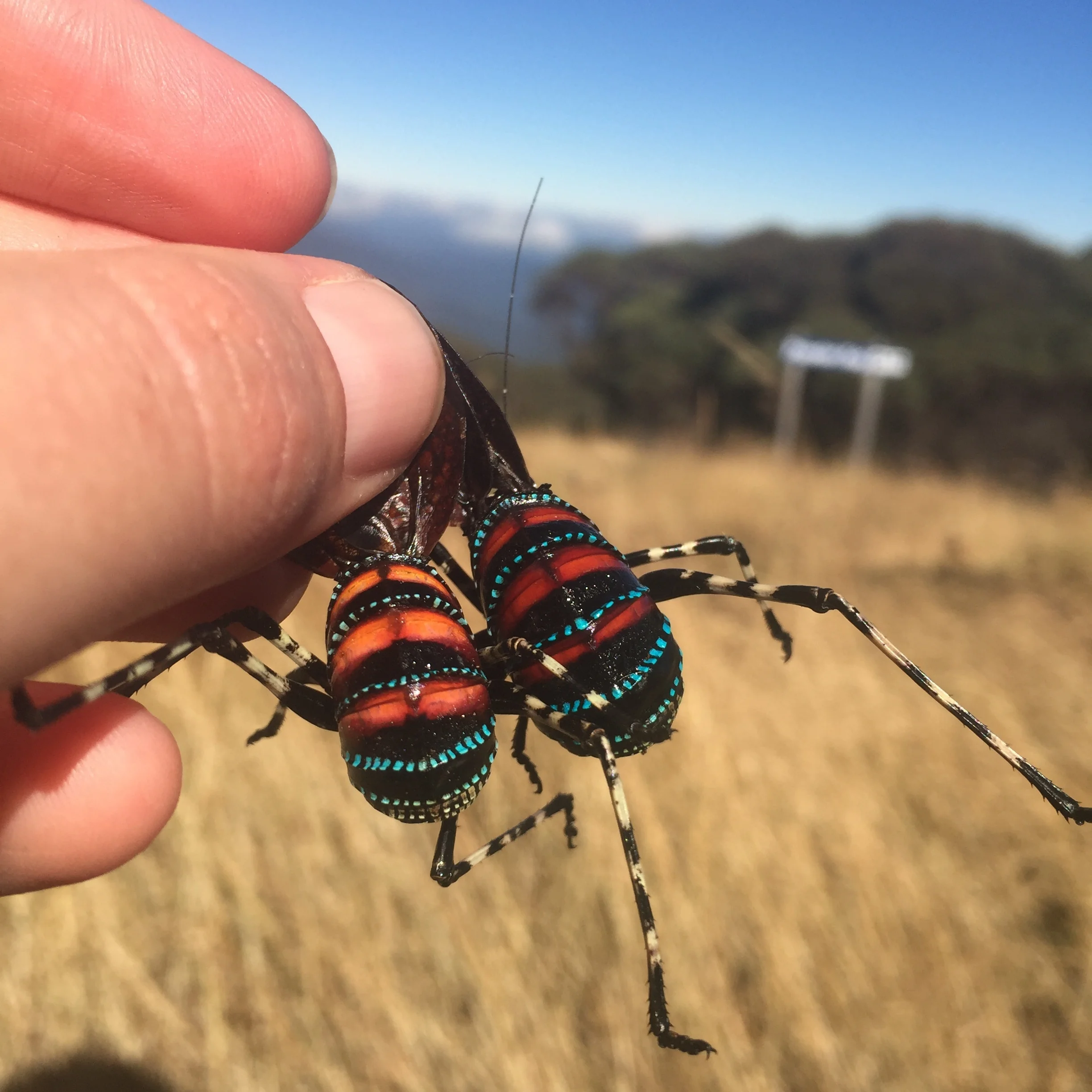 Ooooh! phenotypic variation within a species is so exciting! Is it environmental? Is it genetic? Mountain insects, like these katydids ( Acripeza reticulata ) have some of the largest genomes in the world... why IS that? (Photo: Kate Umbers)