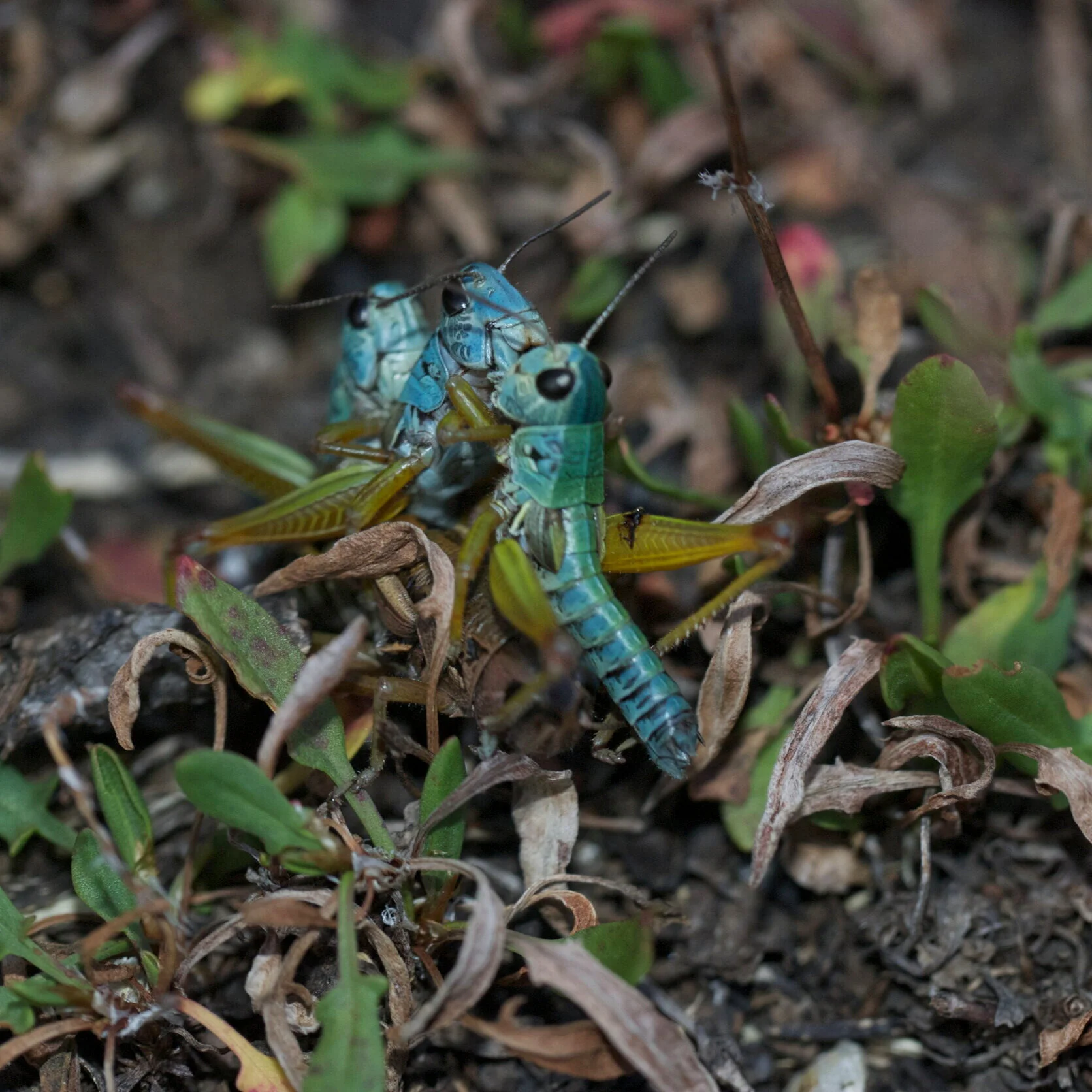 Some of Australia’s Smallest Species Could Be Lost to Wildfires