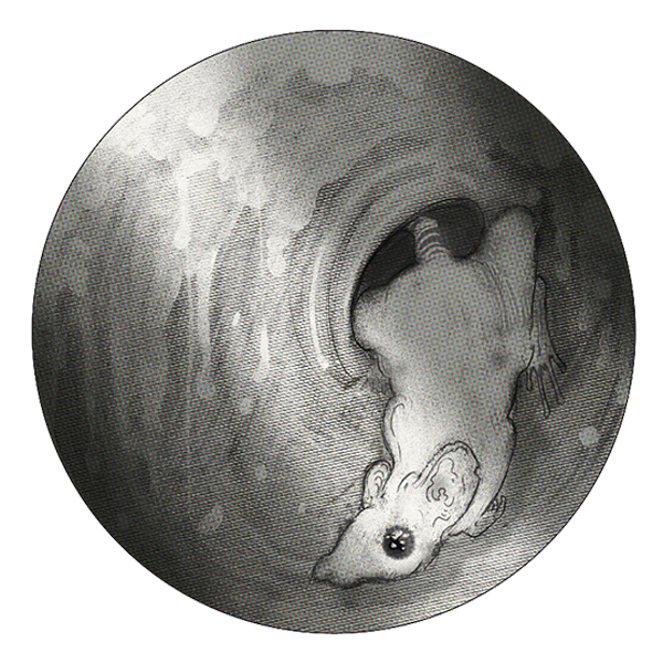 In great tumult, following an echo of an echo of a voice, she wriggles through.