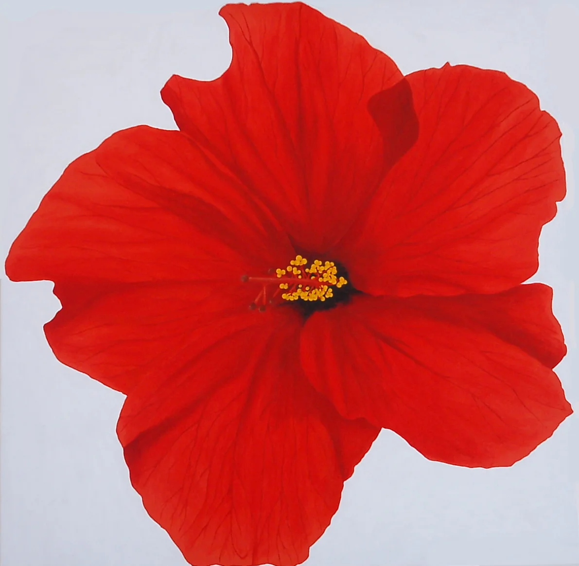 Red-hibiscus2.jpg