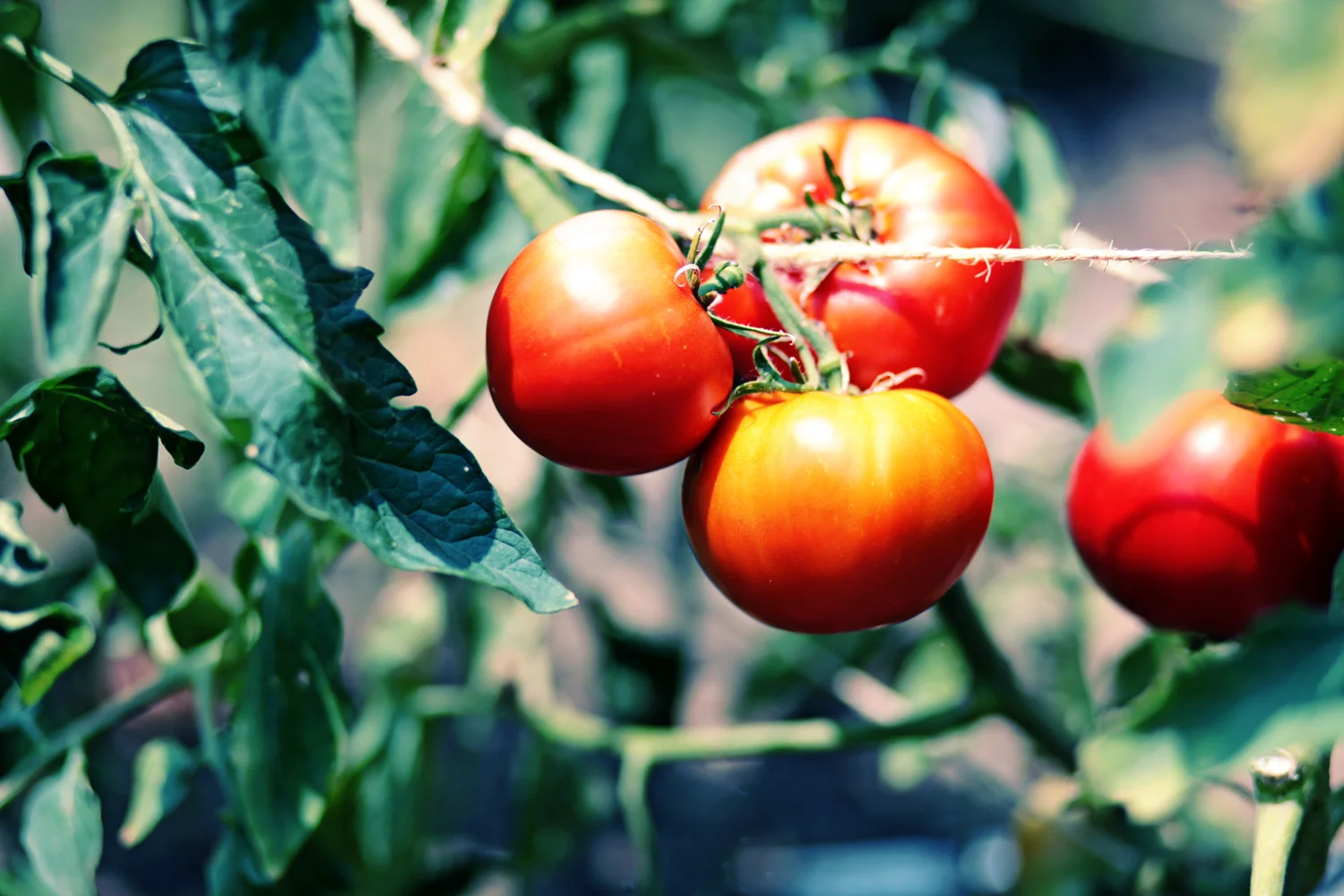 philadelphia community gardens