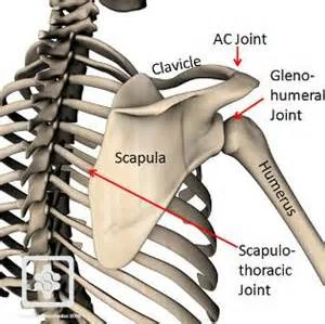 Courtesy of:&nbsp;conornordengren.com/2011/10/14/the-shoulder-girdle-part-1-bones-and-joints-2/