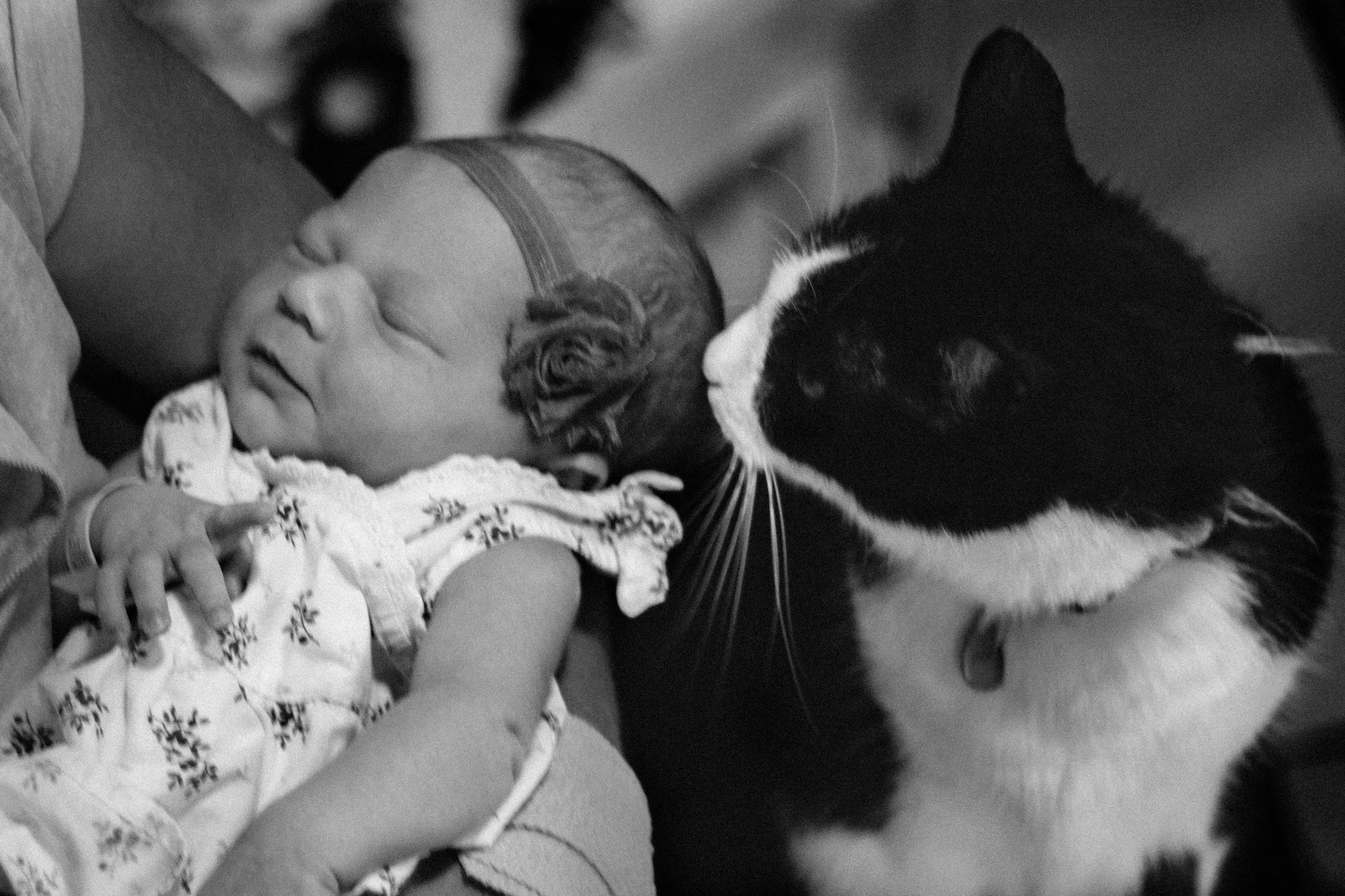 The Cat meets Quincy.