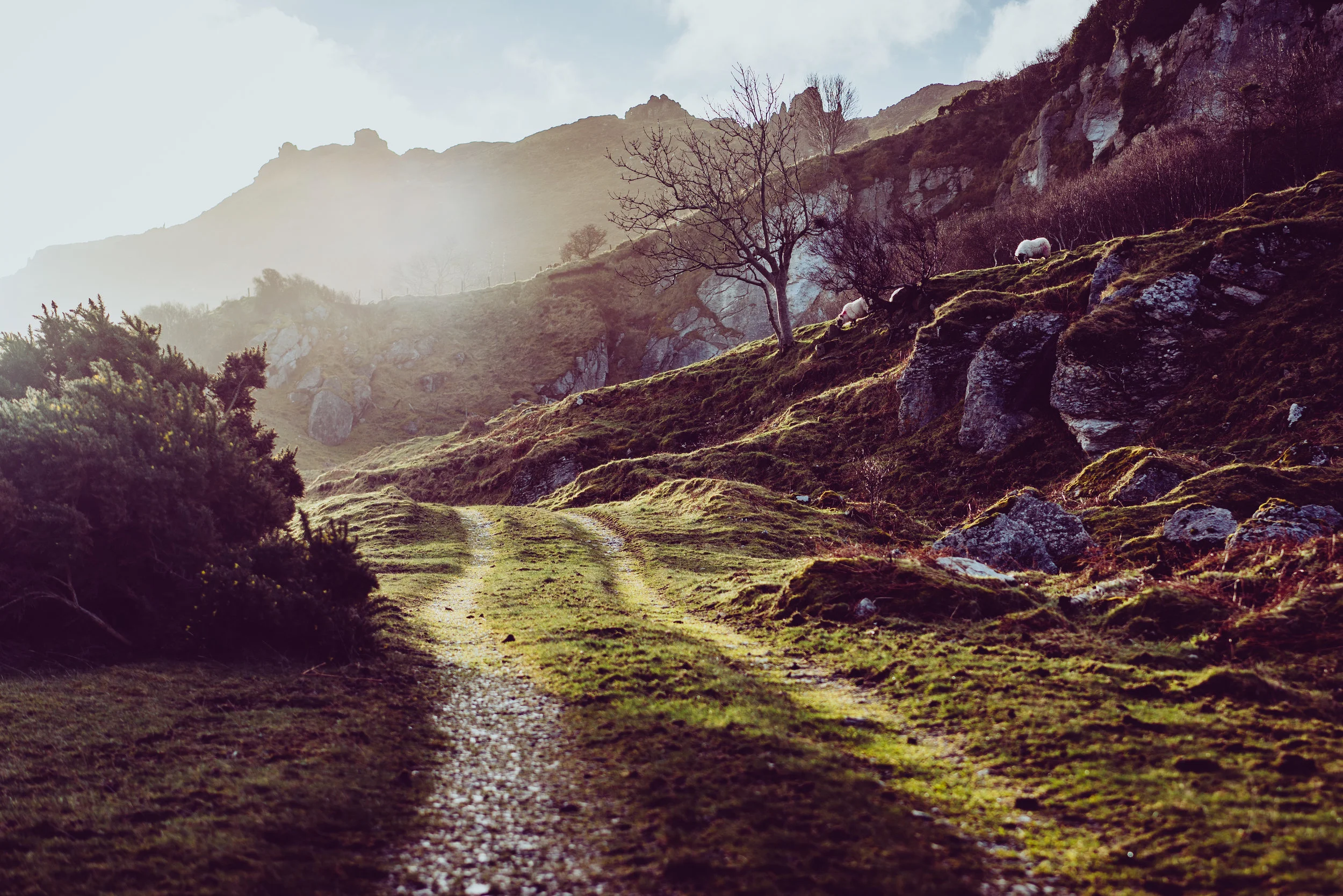 IRELAND (1 of 1).jpg